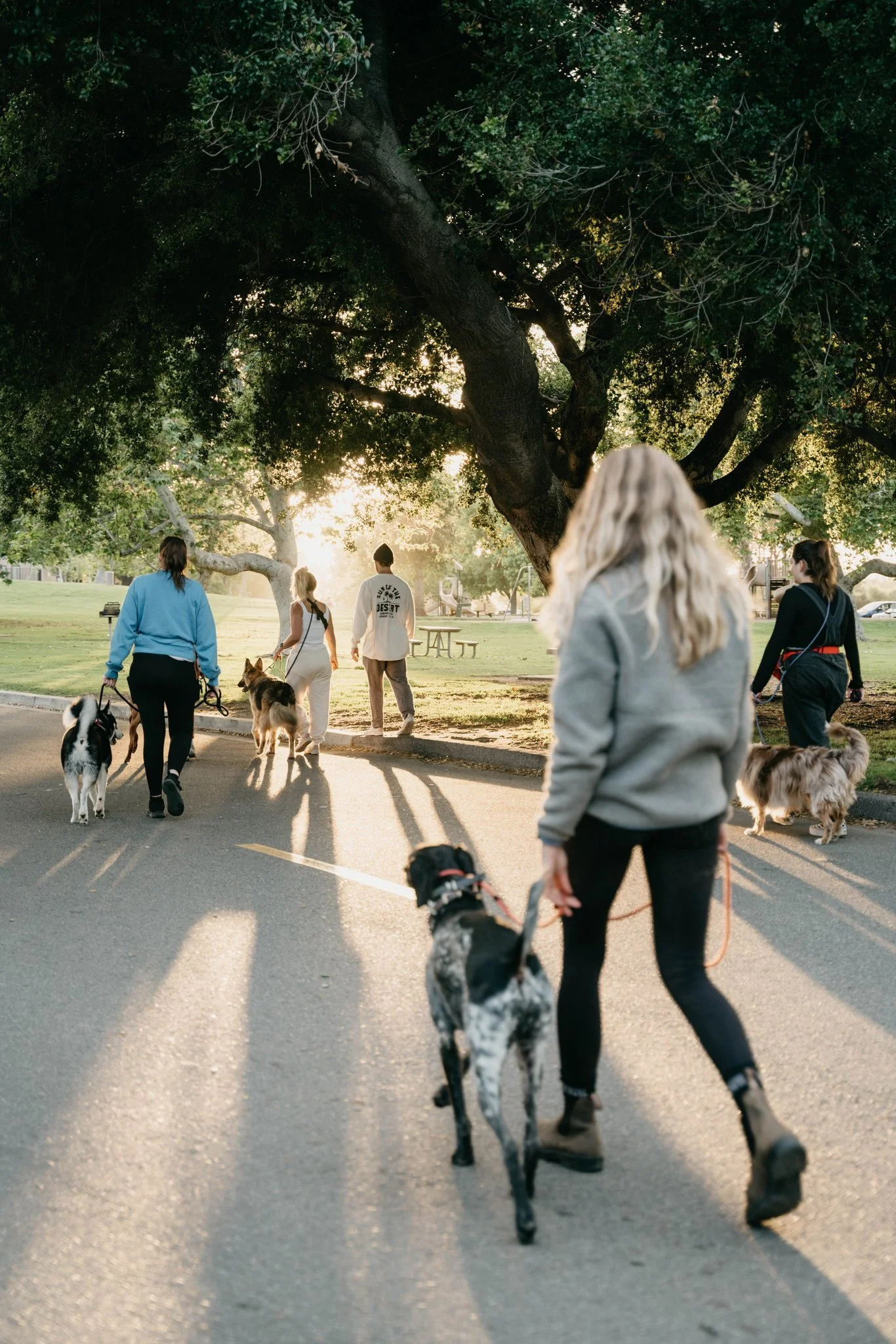 People walking dogs in a park during sunset, with large trees and grassy areas.