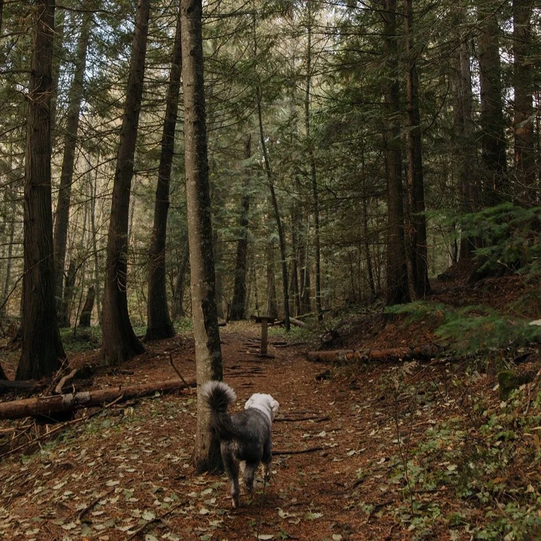 A dog walking on a forest trail surrounded by tall trees and foliage in the redwoods in Yorba Linda, California.