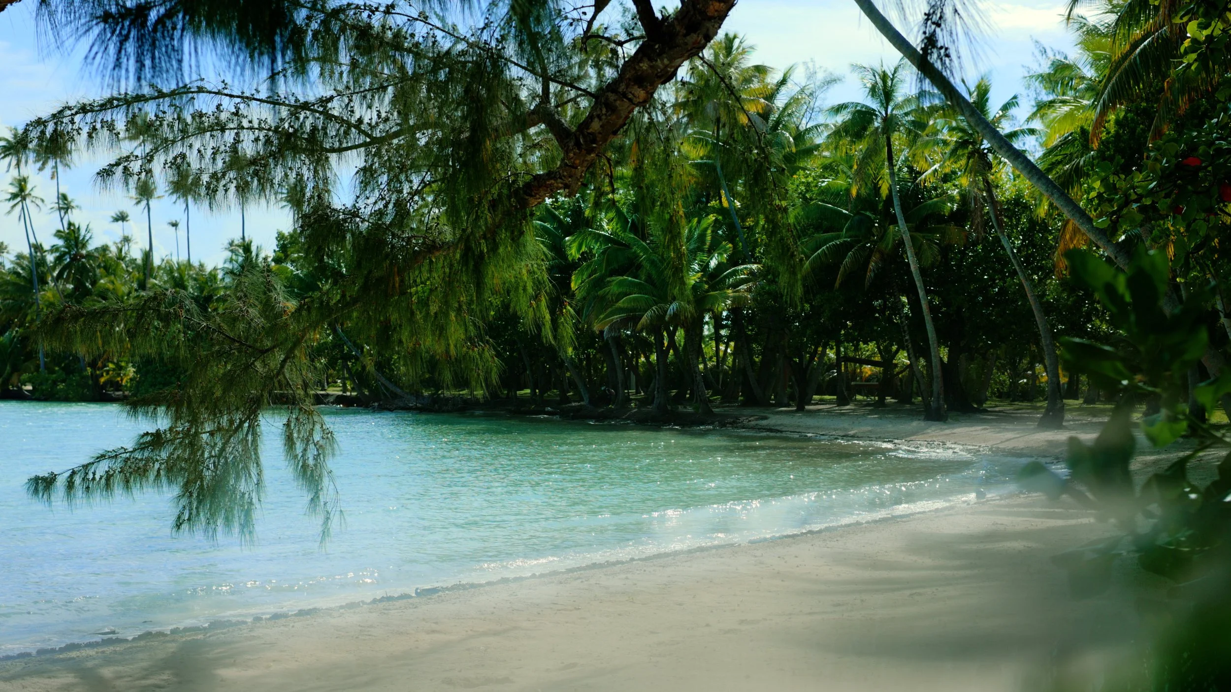 Plage tropicale avec arbres et eau calme