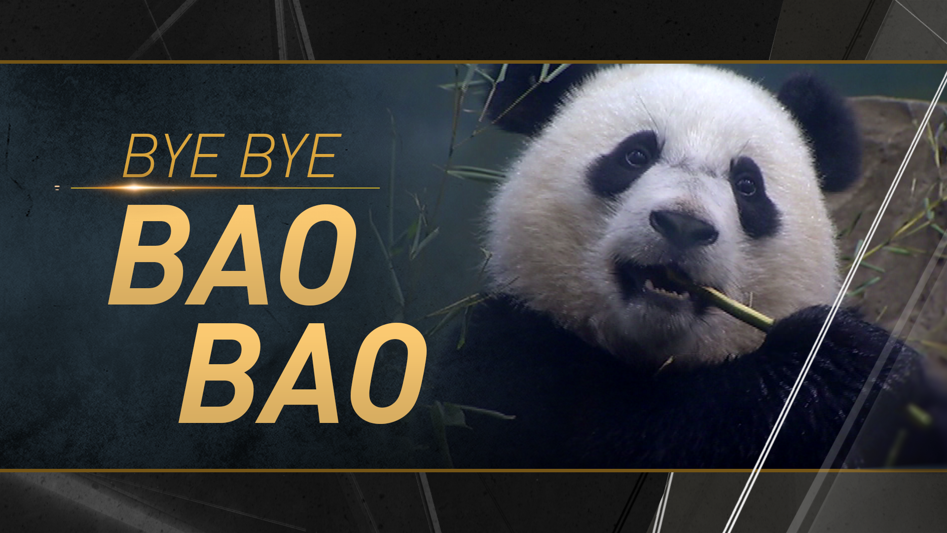 32_baobao.png