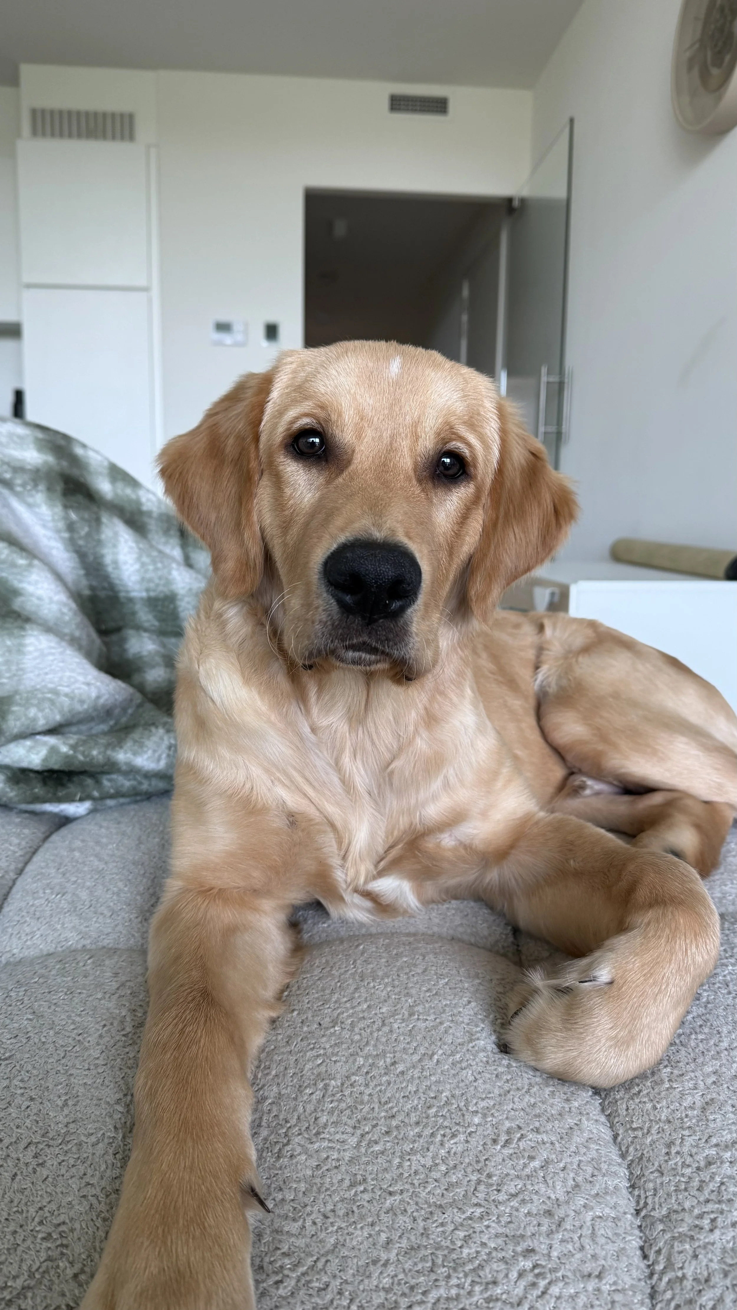 Een golden retriever puppy ligt op een bank in een woonkamer, kijkt naar de camera.
