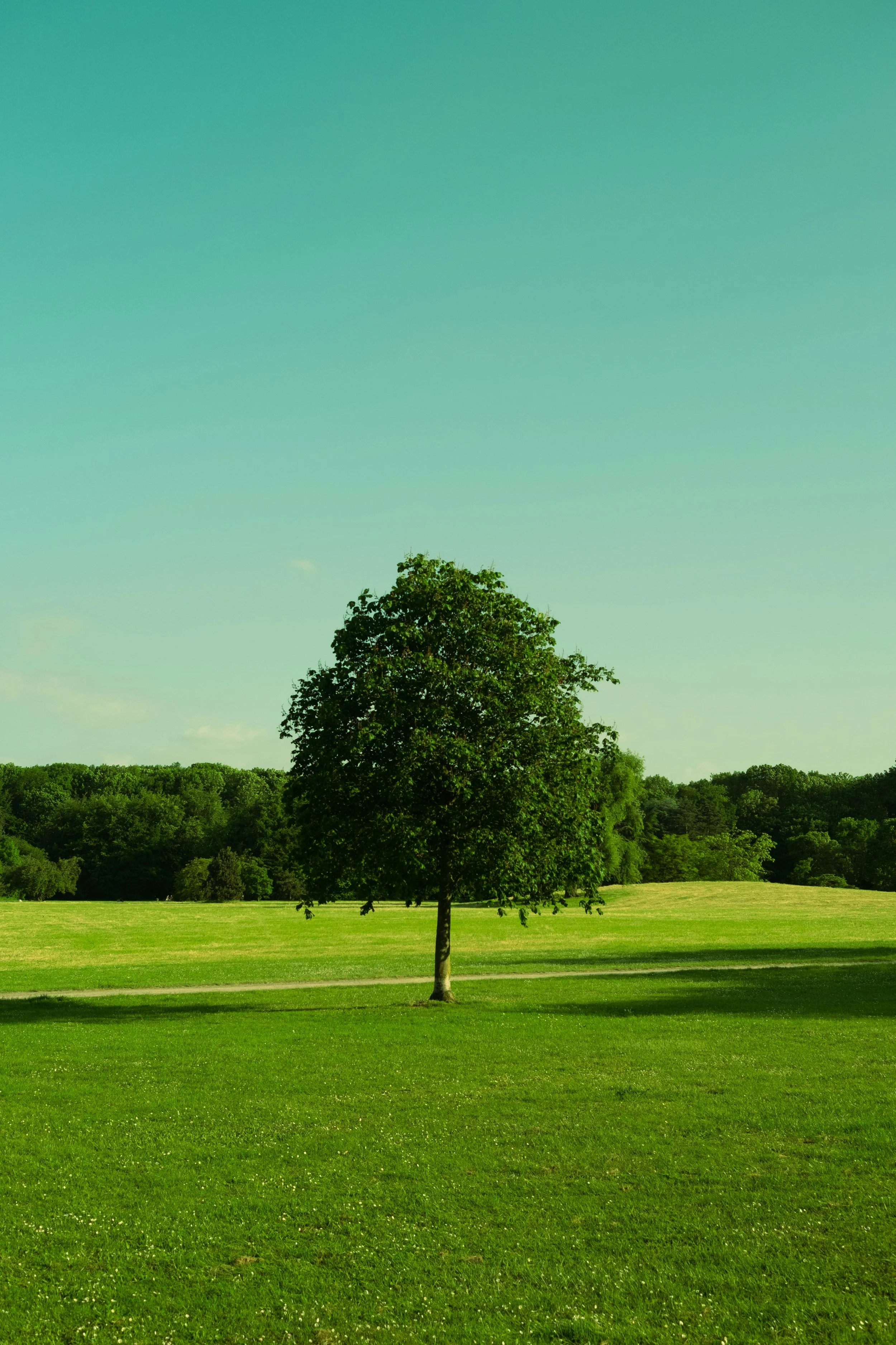 A single tree in a wide open grassy park under a clear blue sky.