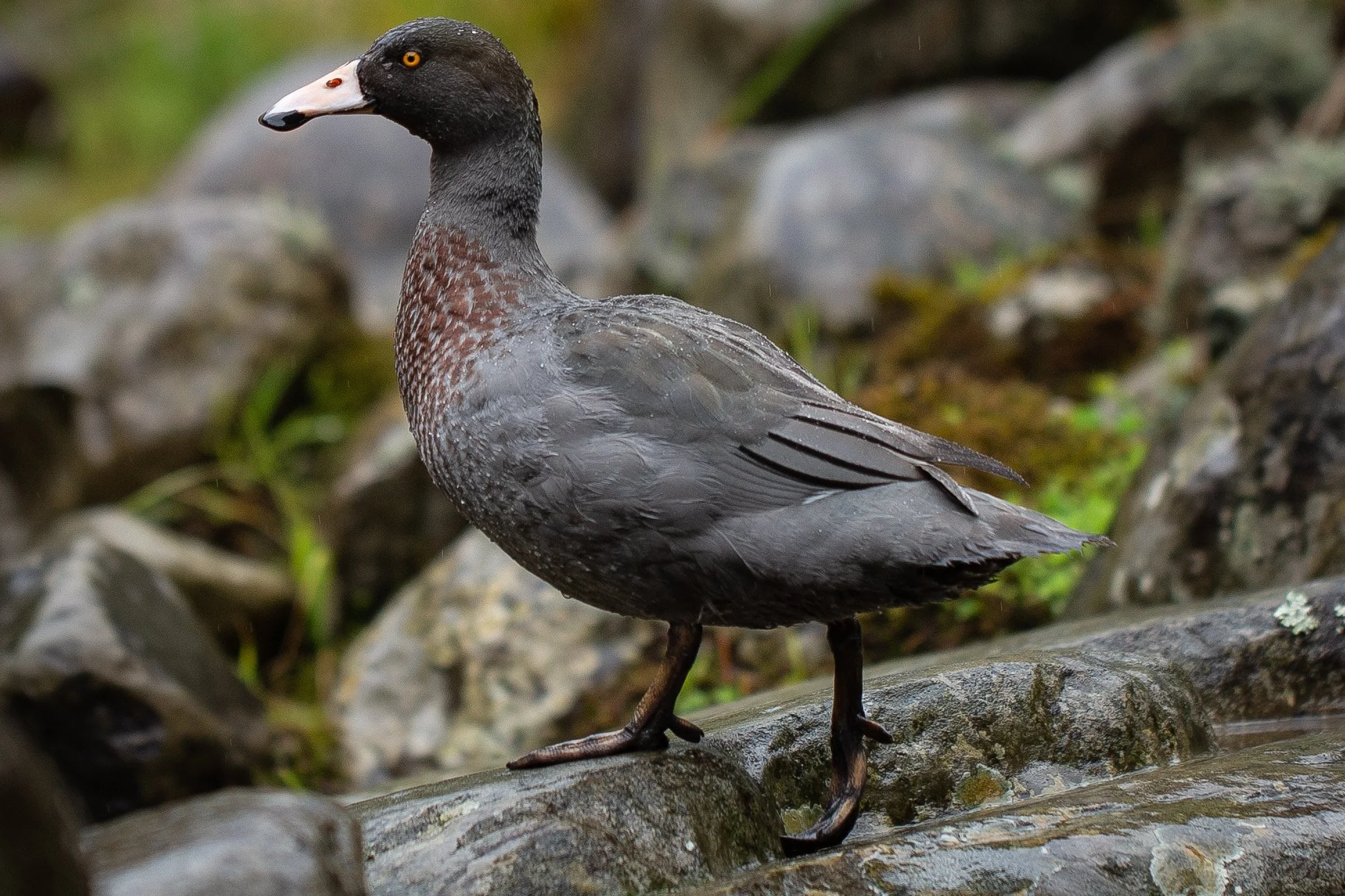 Eastern Whio Link Tairāwhiti project information with leading from the Land Tairāwhiti