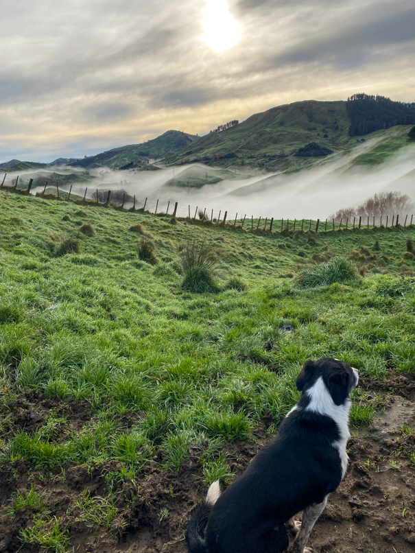 A black and white dog sitting on dirt in a lush green field, overlooking hills with a fence and mist, under a cloudy sky with the sun partially visible.