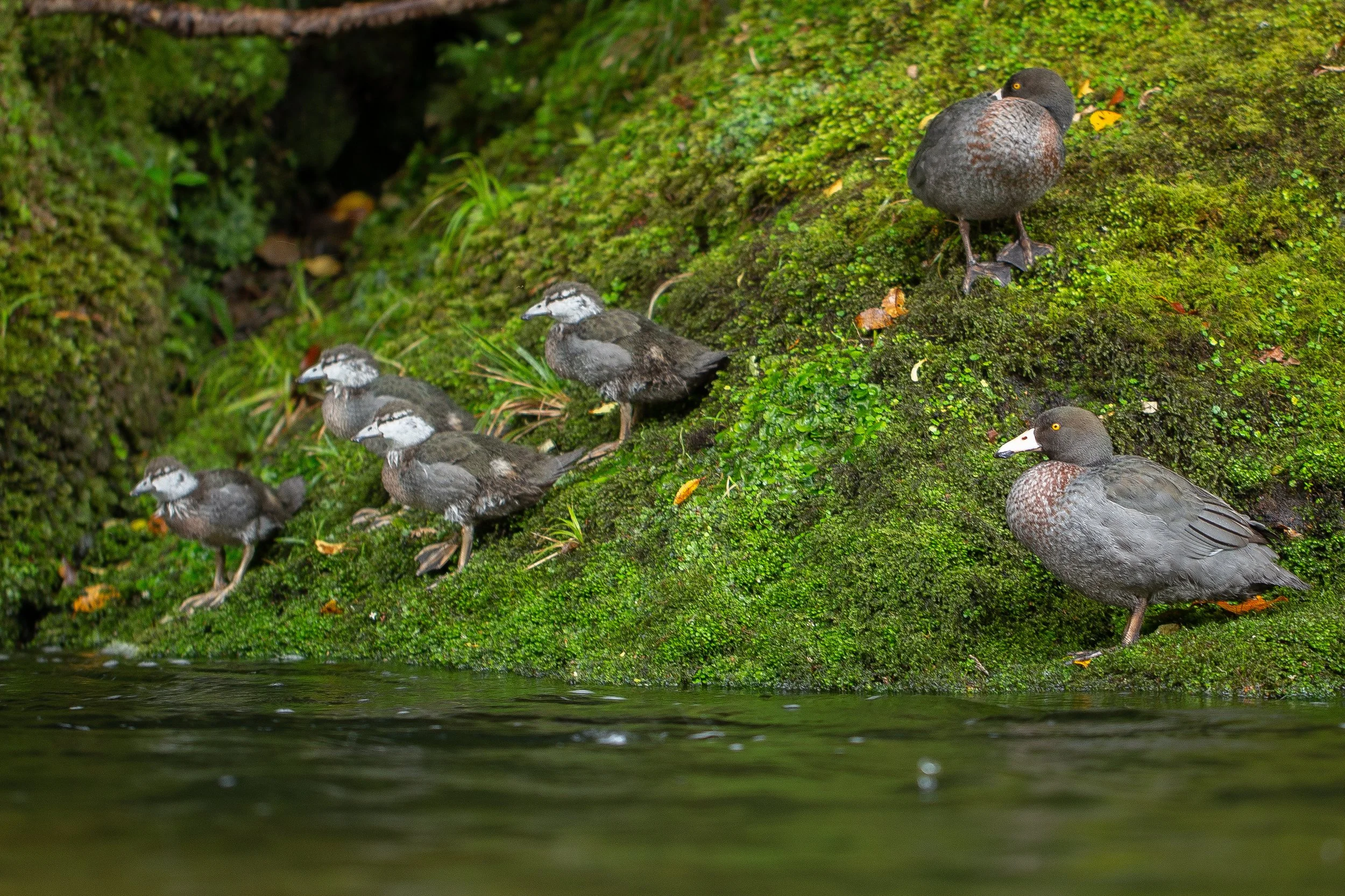 A group of six who Waioeka River, Eastern Whio Link restoration project, with help from Leading from the Land Tairāwhiti