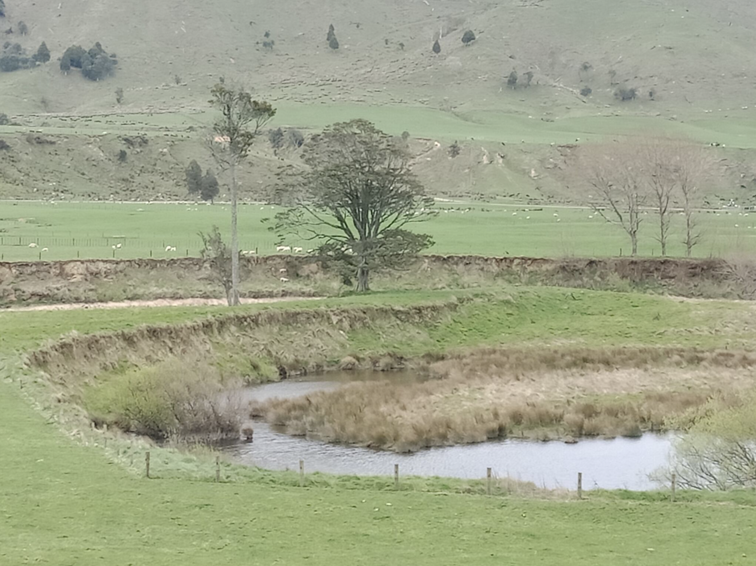 Motu Matawai Catchment Community weekend native planting and restoration with water monitoring with help from Leading from the Land Tairāwhiti engagement grant