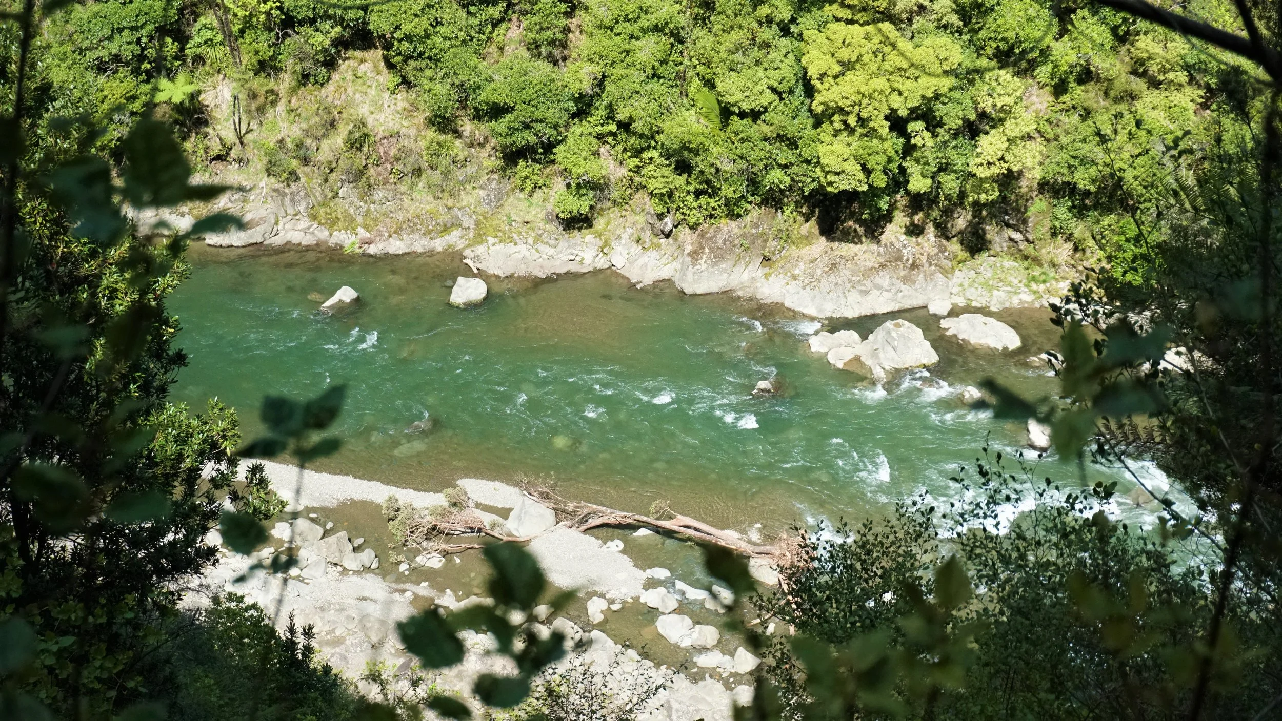 Waioeka River, Eastern Whio Link restoration project, with help from Leading from the Land Tairāwhiti