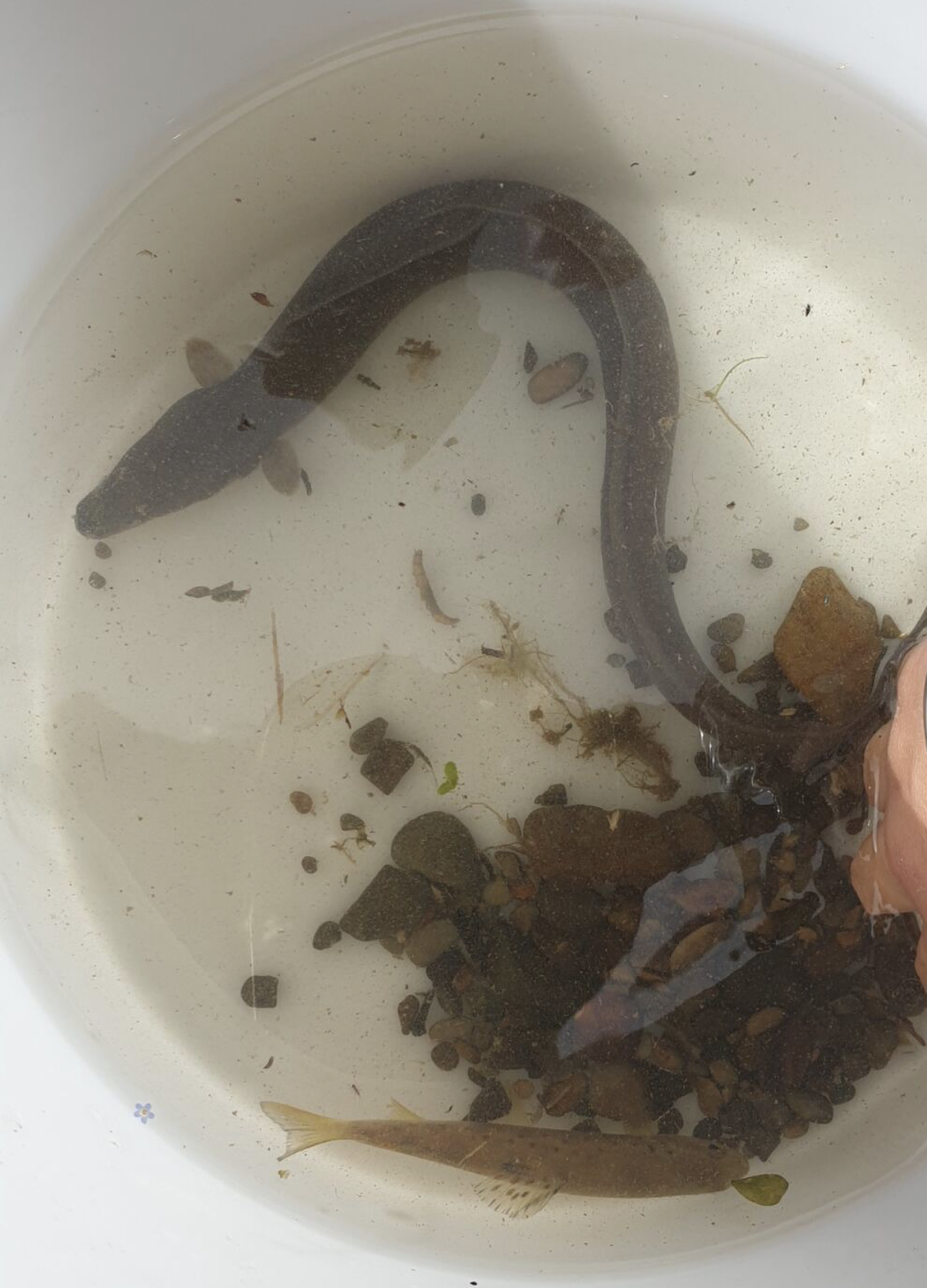 Tuna / Eel, native to New Zealand fish. Leading from the land Tairāwhiti