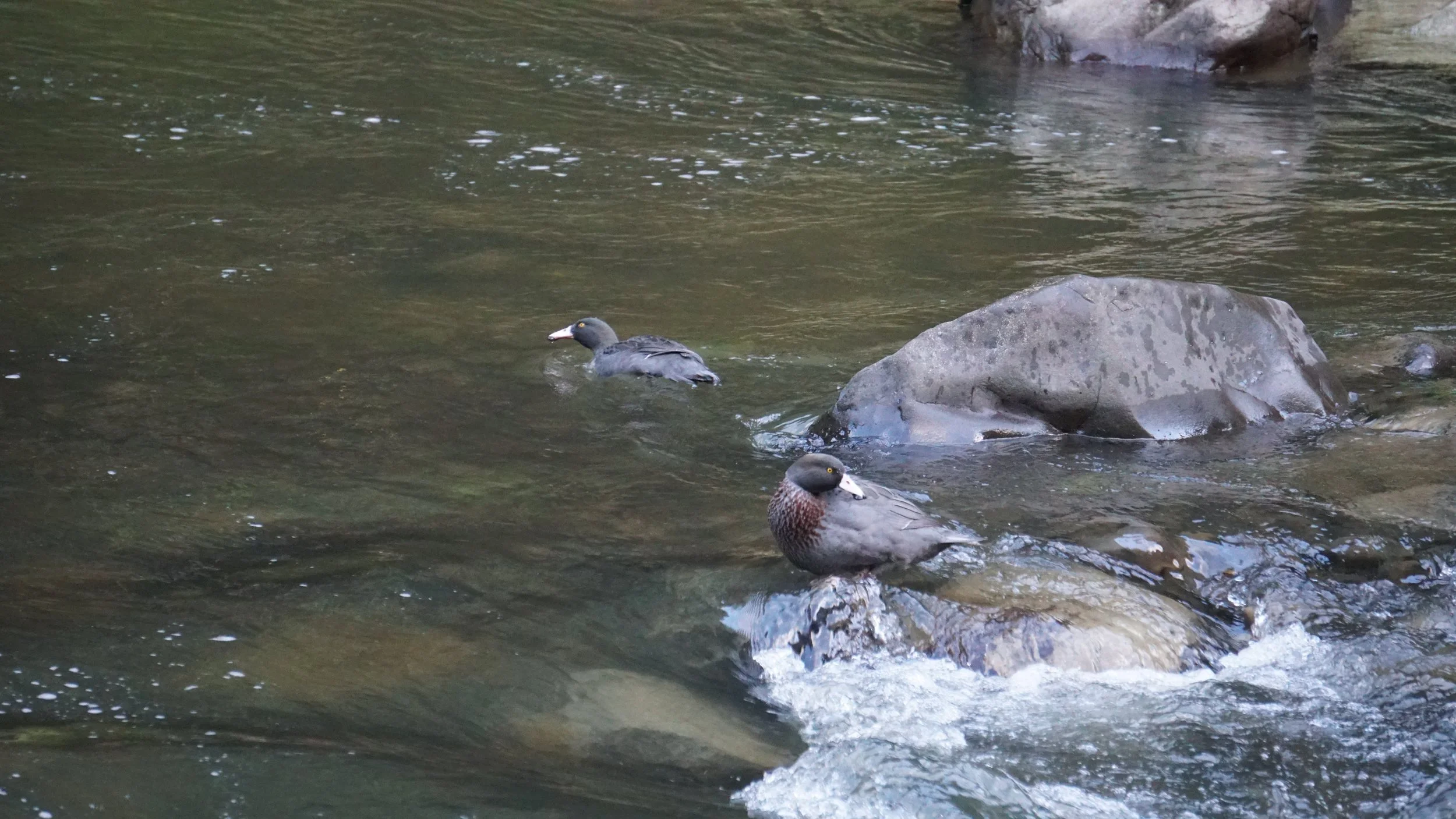 Two Blue Ducks or who, Waioeka River, Eastern Whio Link restoration project, with help from Leading from the Land Tairāwhiti