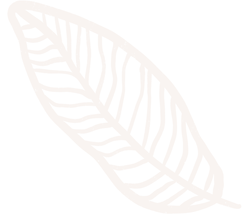 Outline of a leaf with visible veins, black background.