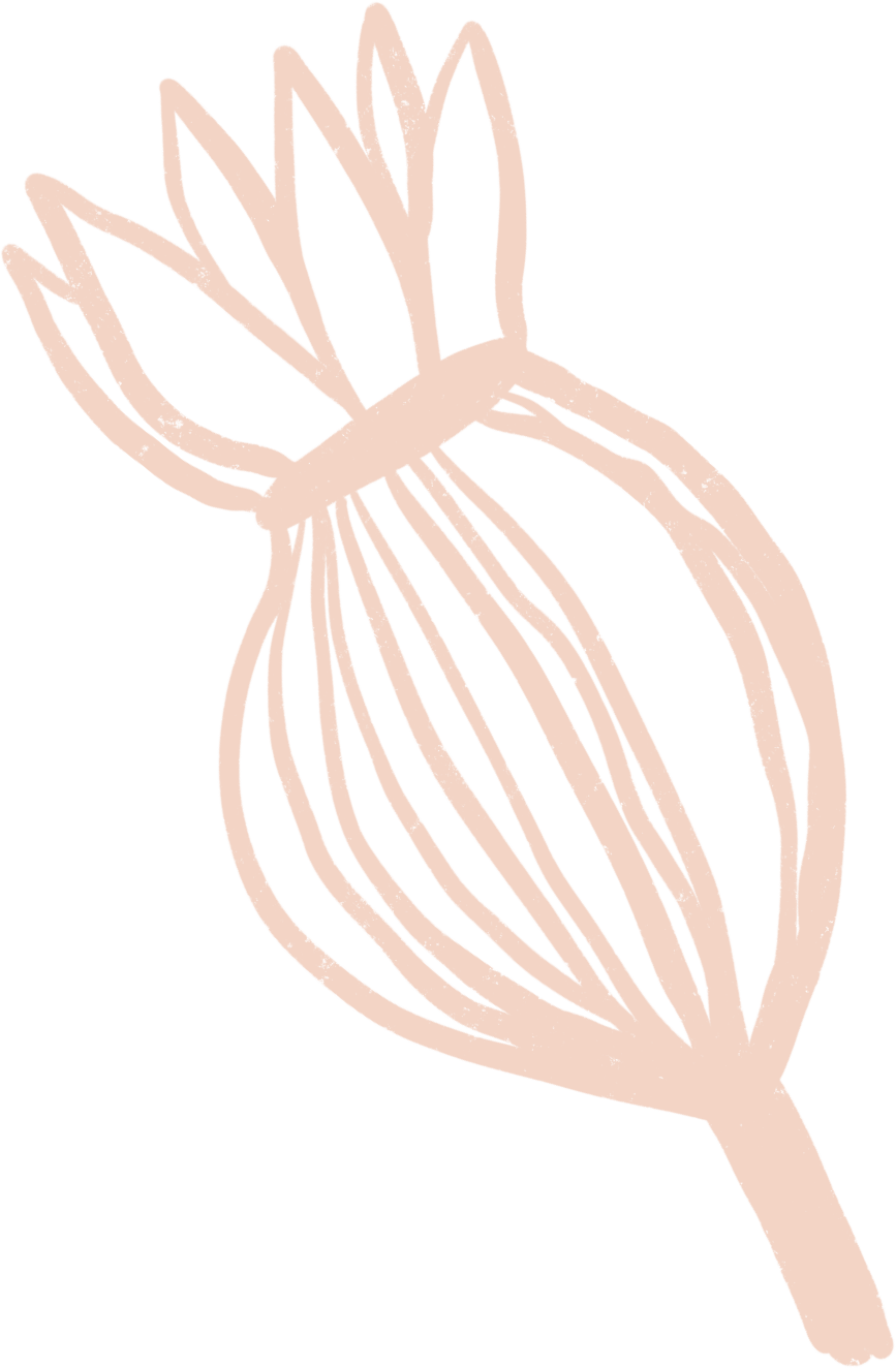 Line drawing of a bulb of garlic with multiple cloves and a stem.