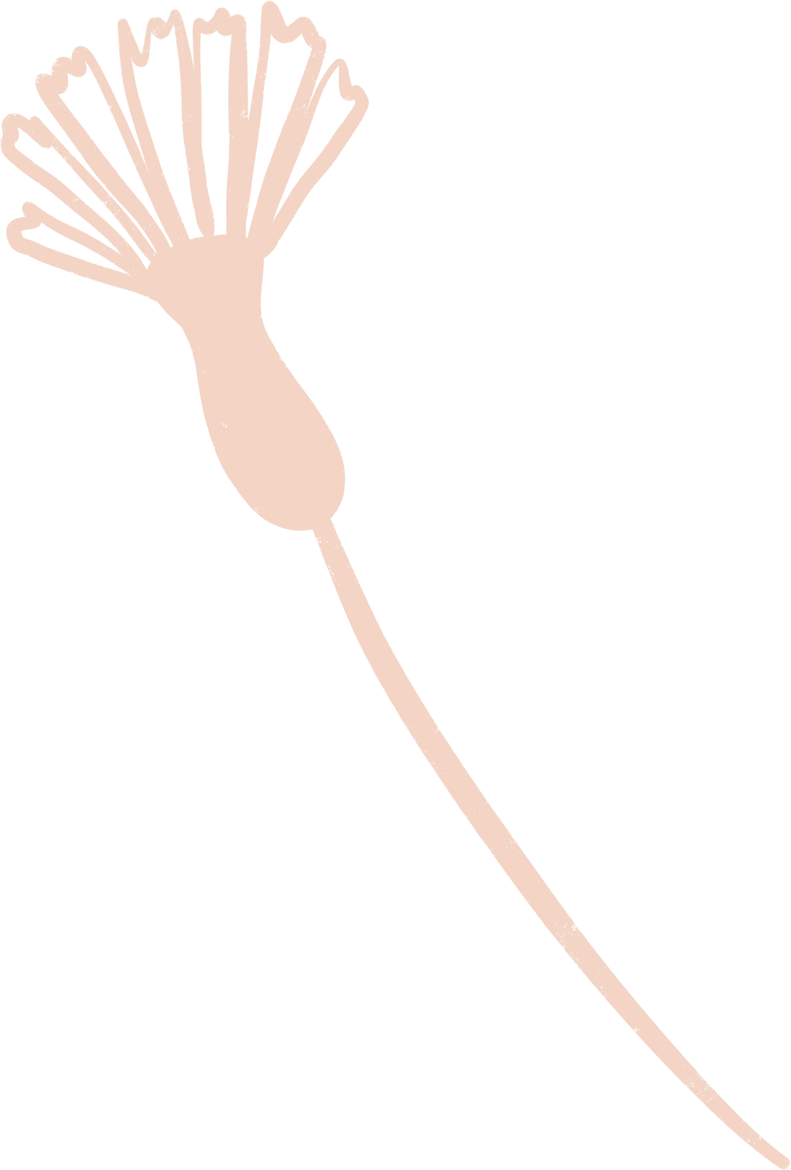 Illustration of a plant with a long, thin stem and a rounded top with radiating lines resembling a stylized botanical drawing.