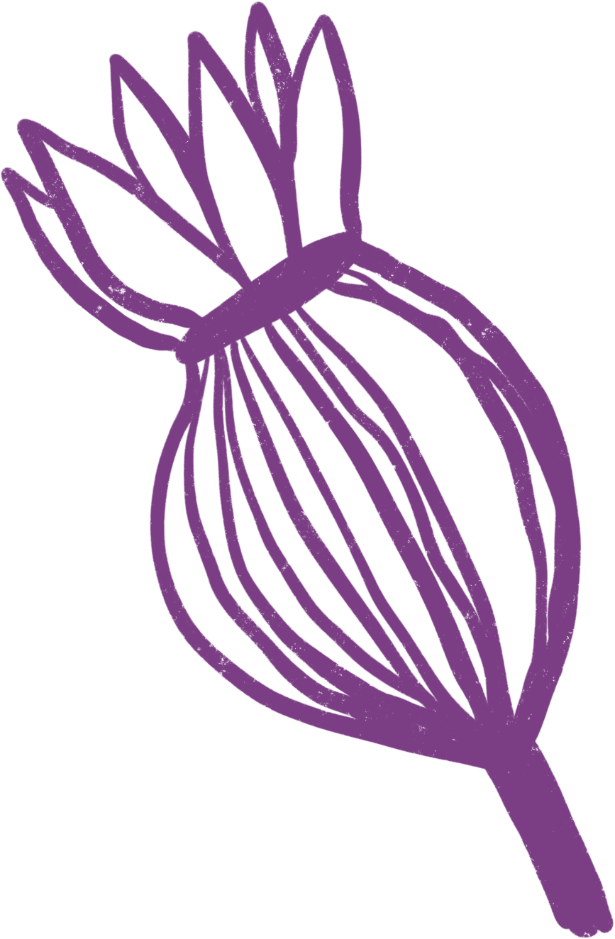Purple outline drawing of a turned onion with layered sections against a black background.