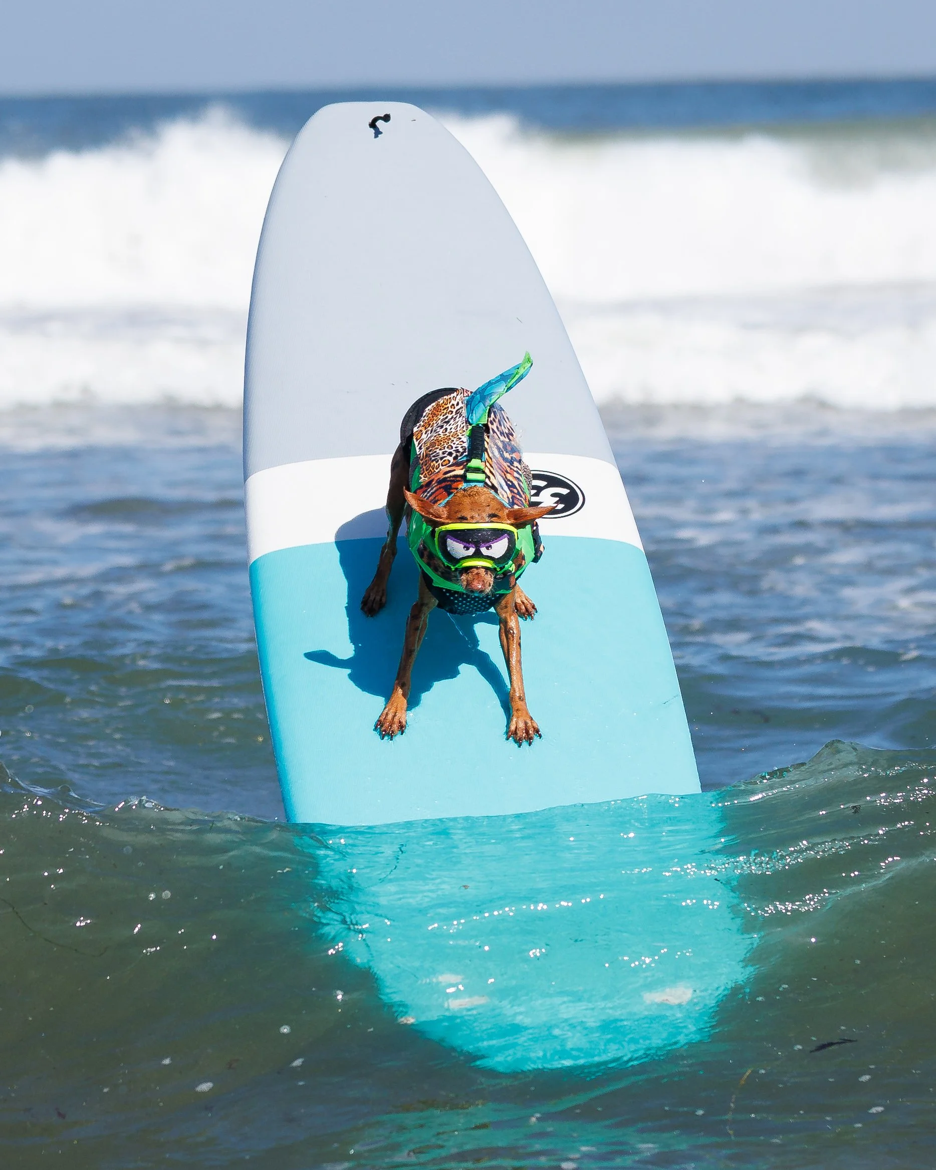 DogSurfingExports-3.jpg