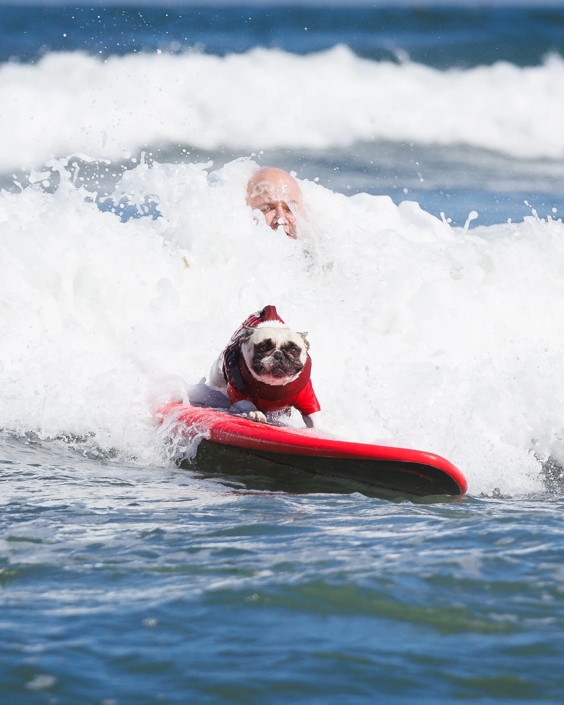DogSurfingExports-8.jpg