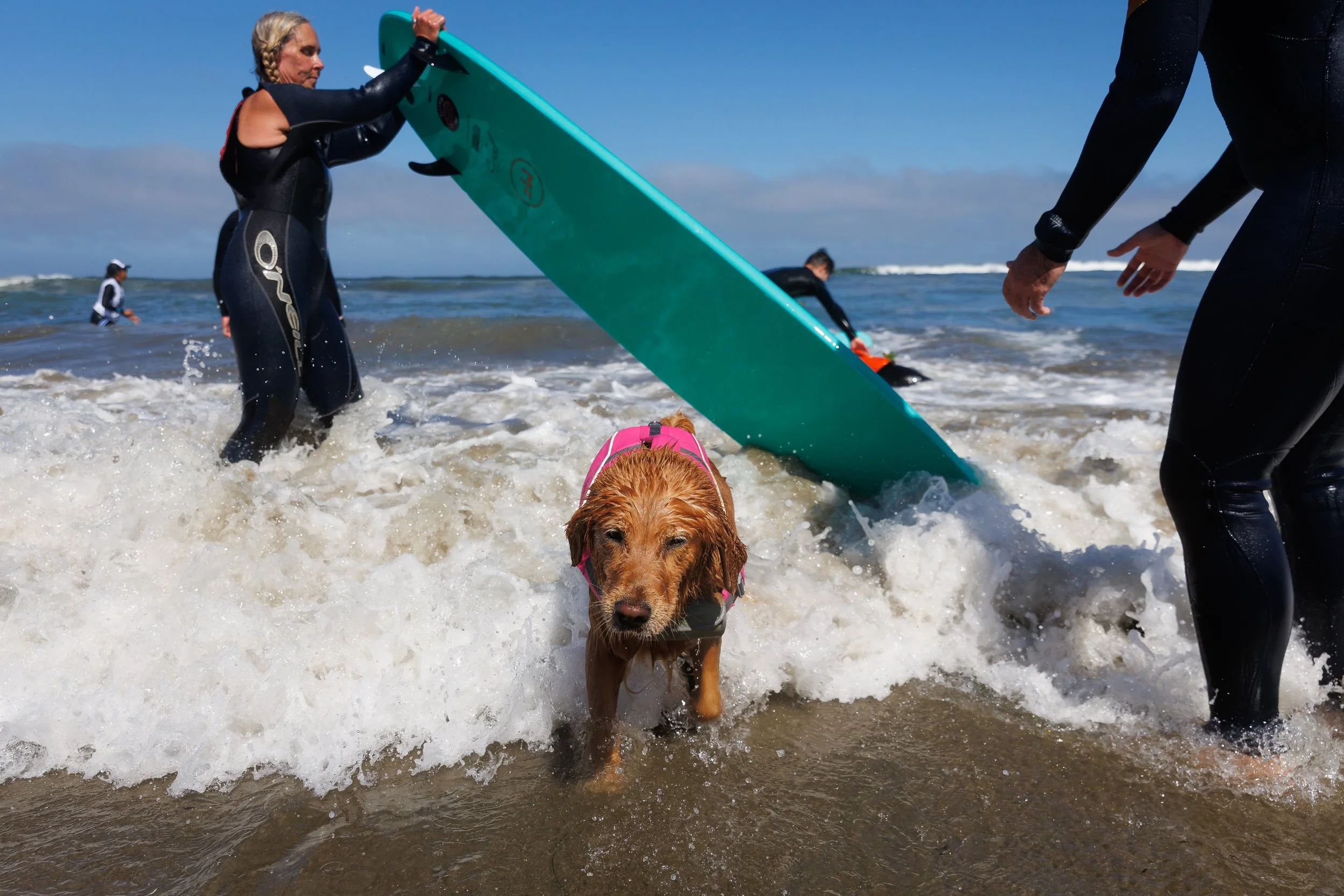 DogSurfingExports-11.jpg