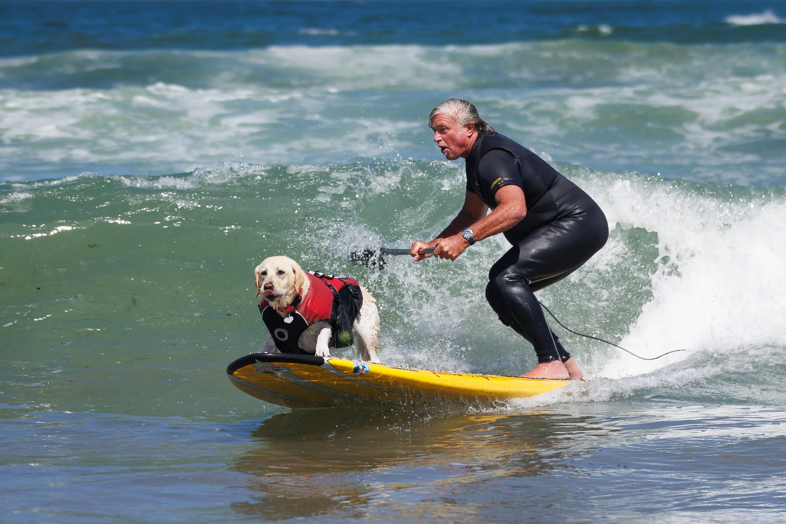 DogSurfingExports-13.jpg