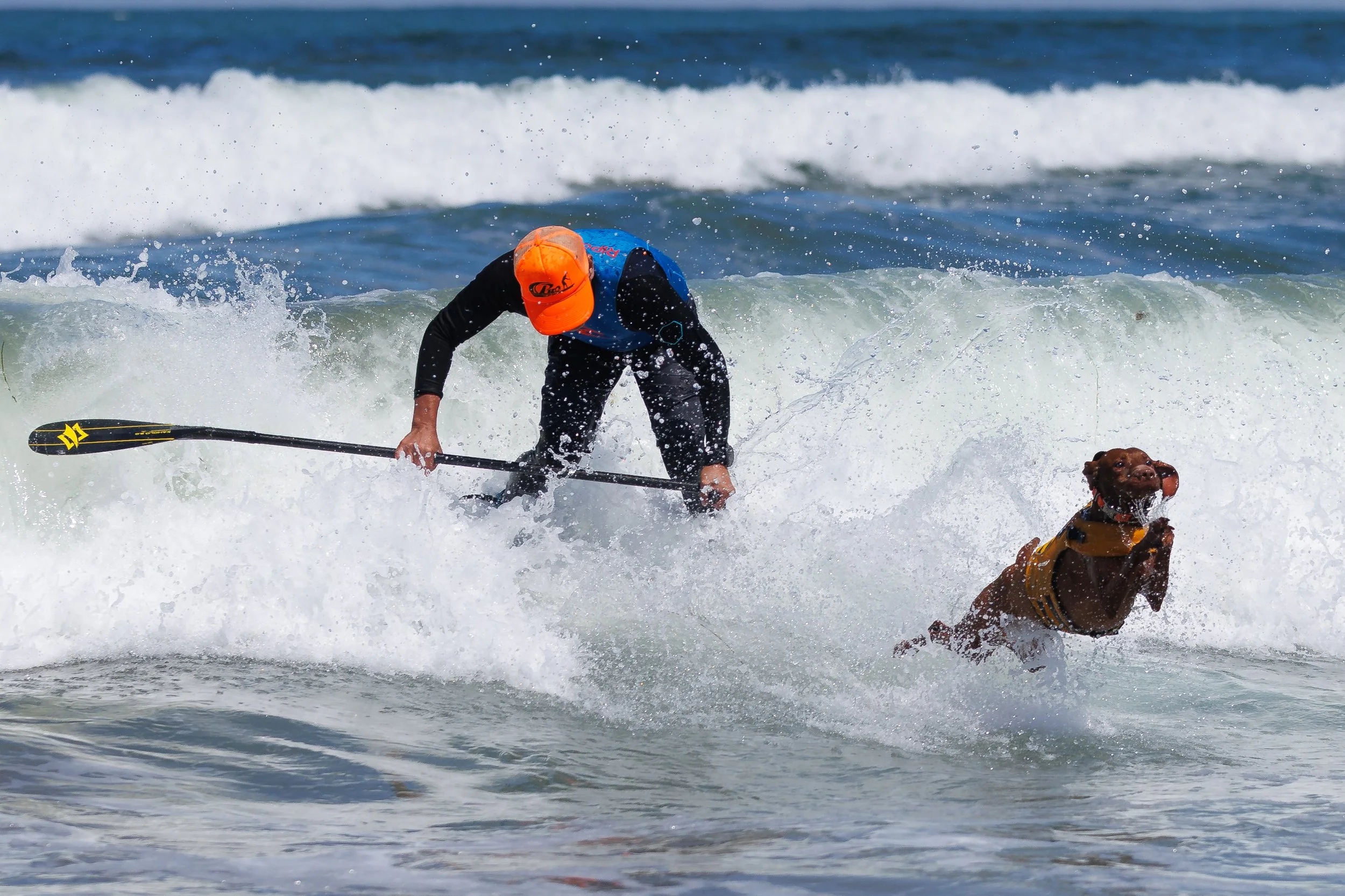 DogSurfingExports-16.jpg