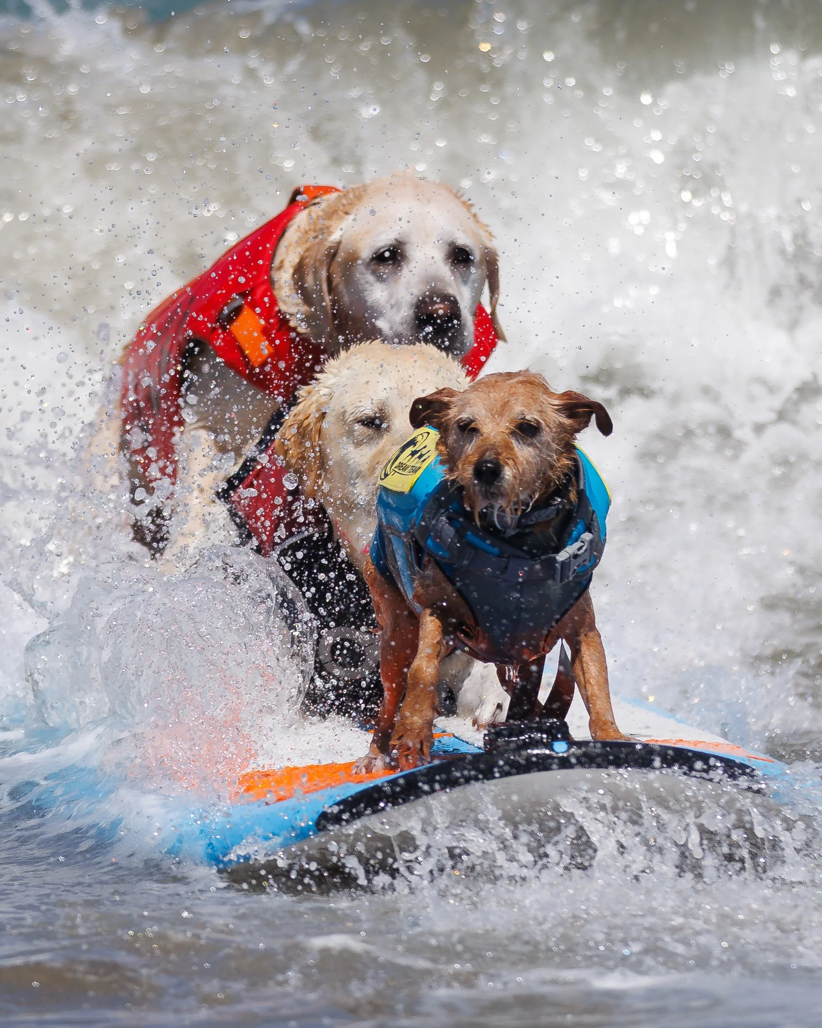 DogSurfingExports-17.jpg