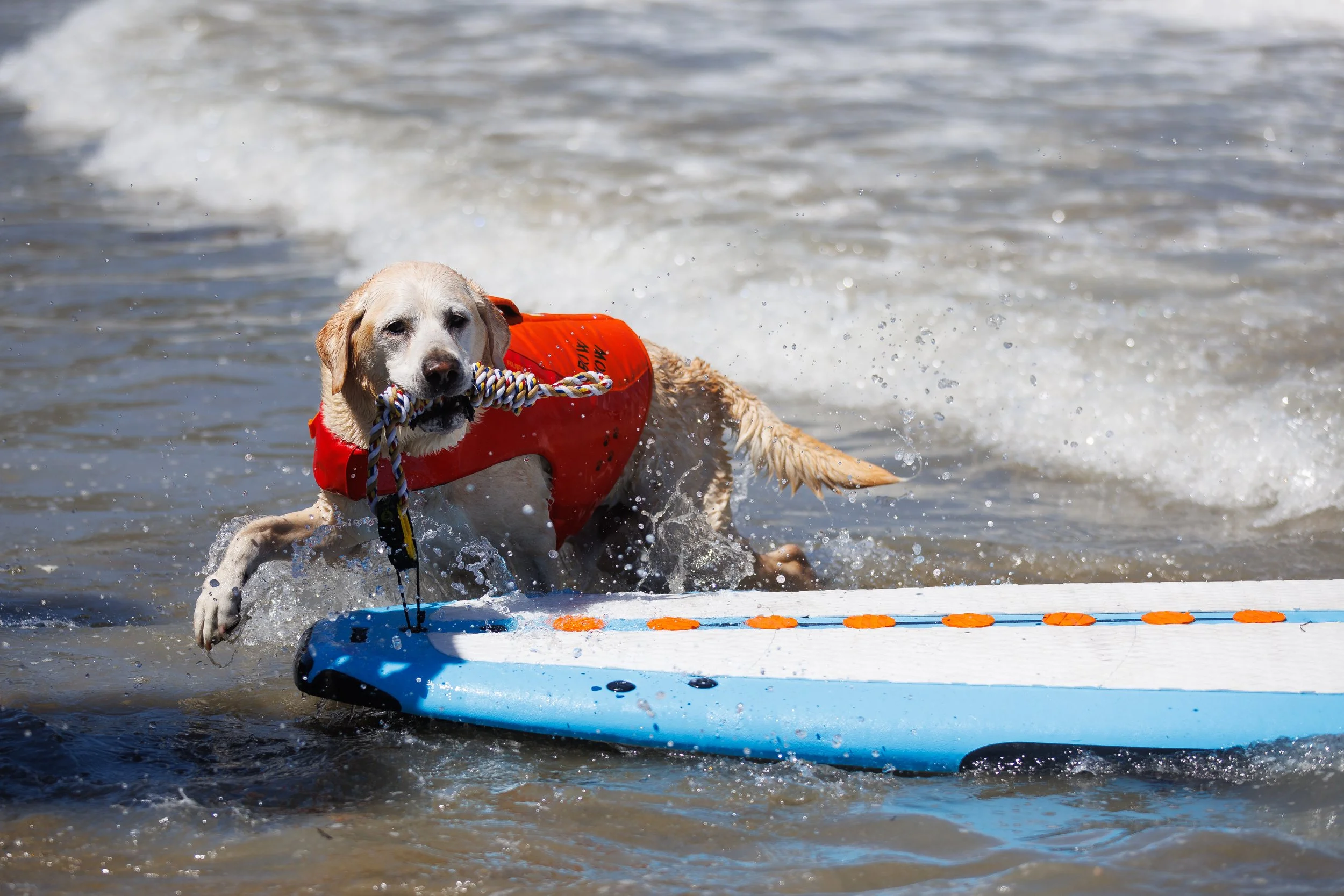 DogSurfingExports-19.jpg