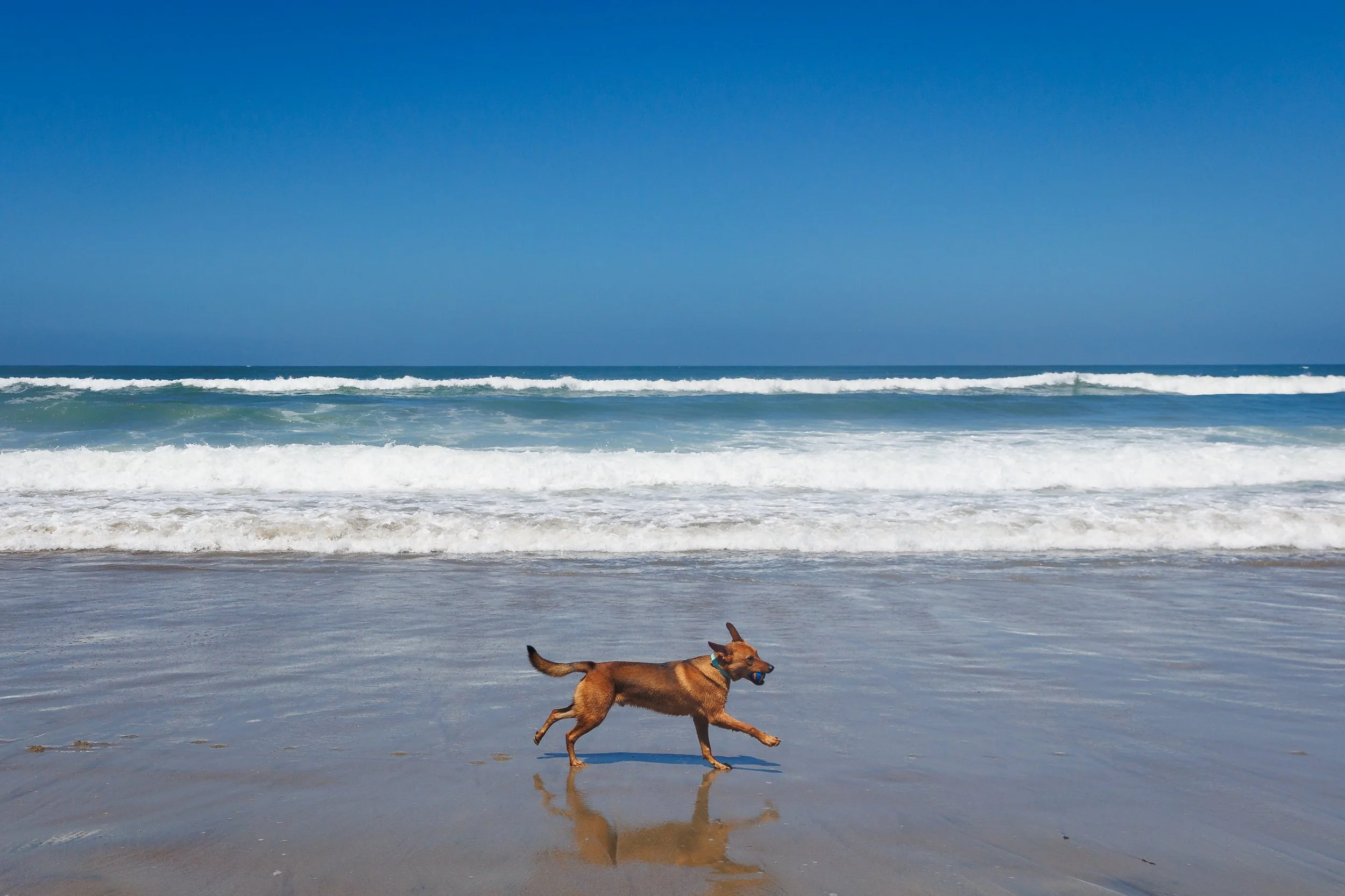 DogSurfingExports-20.jpg