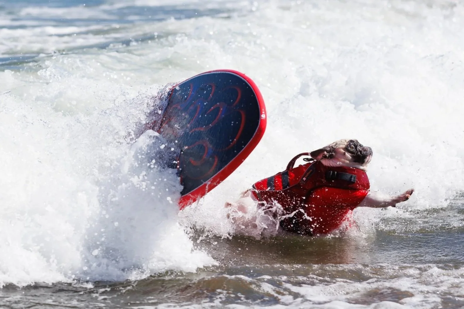 DogSurfingExports-10.jpg