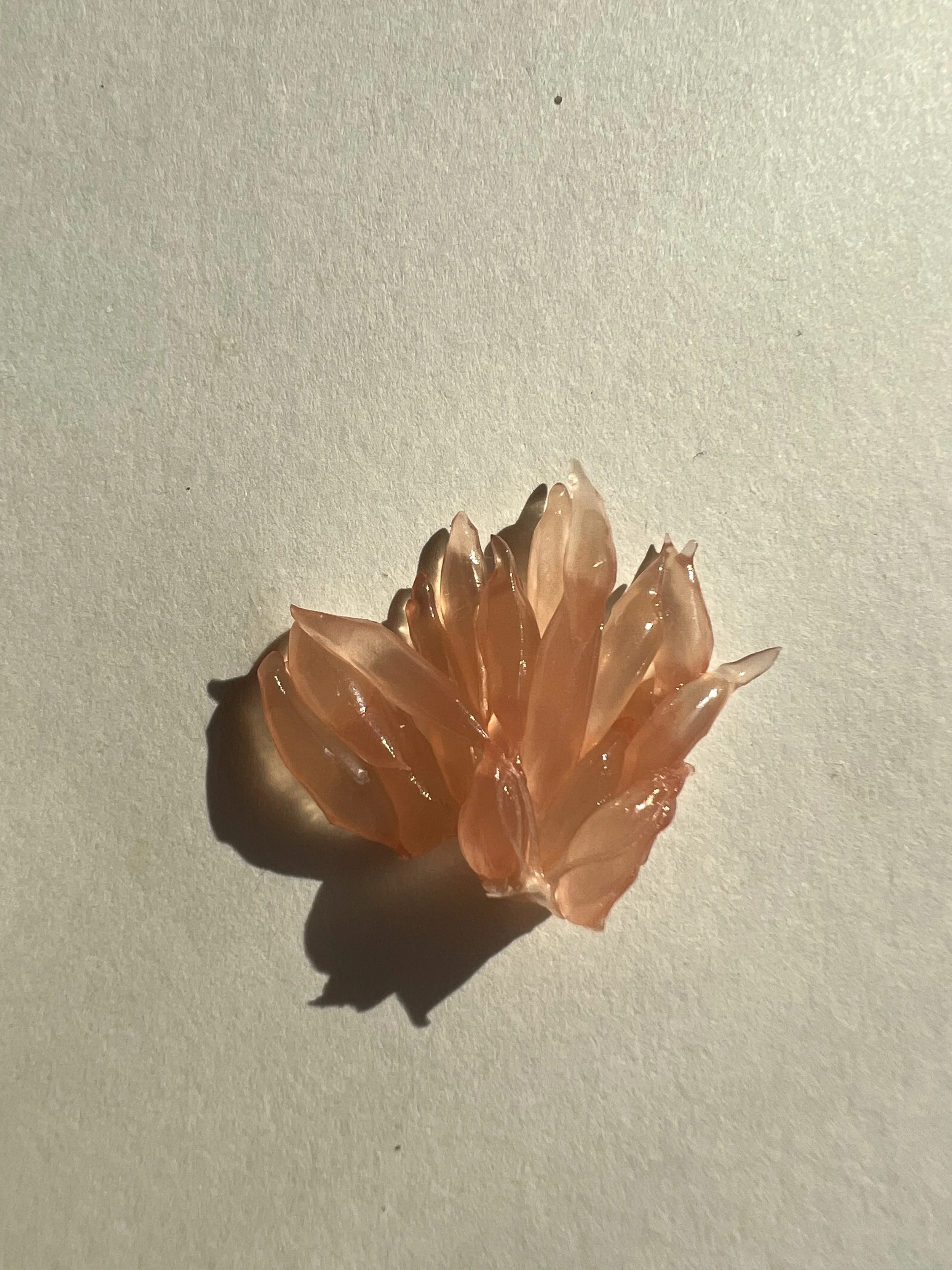 grapefruit micro.jpg