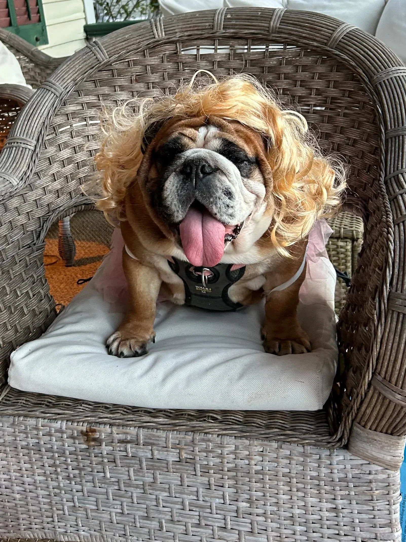 Furry Friend Costumes  Tue Oct 27