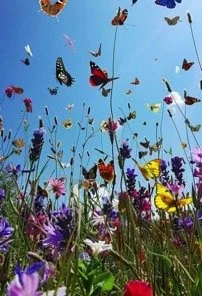 Gardening for Wildlife - April 30