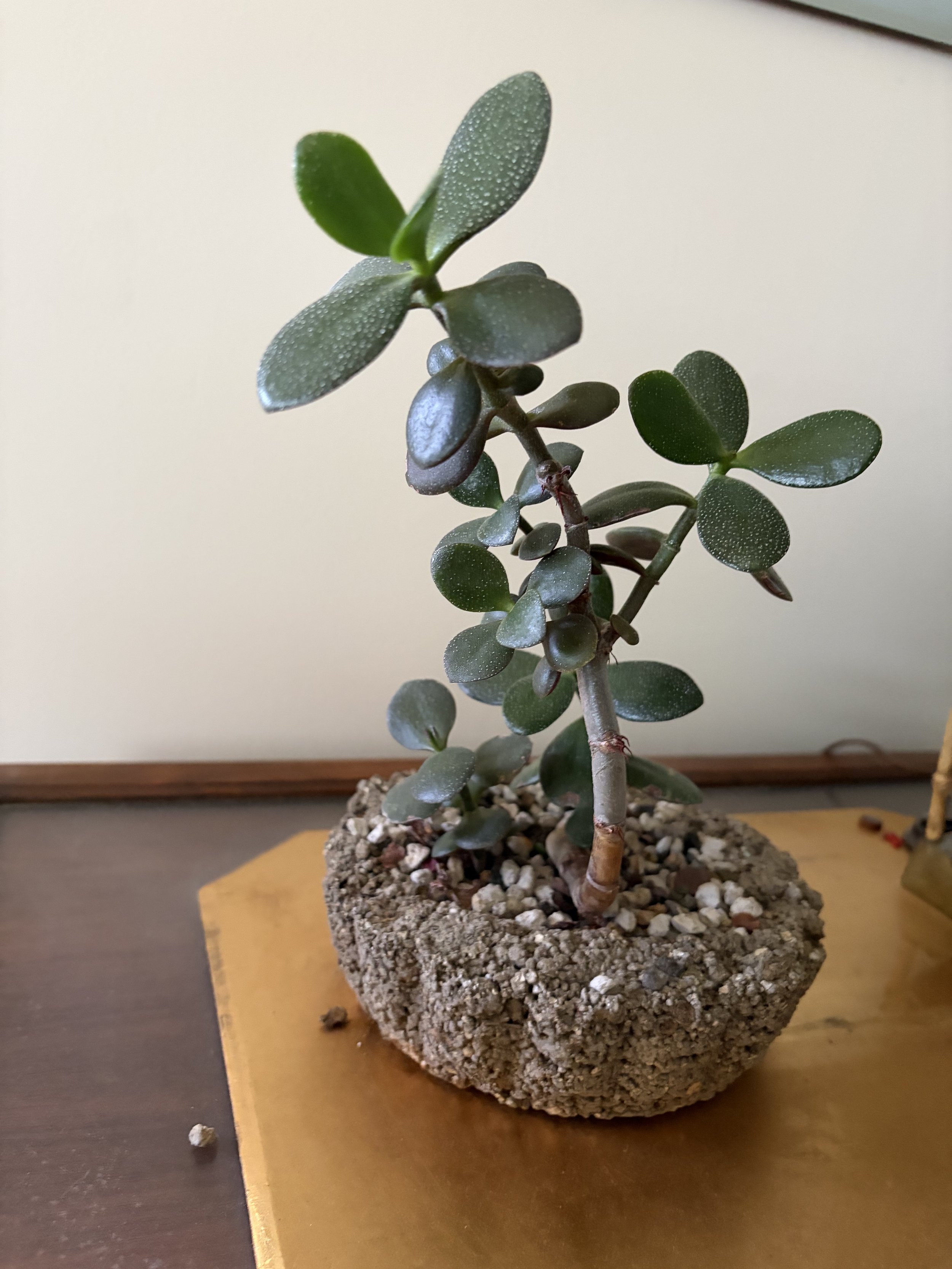 Hypertufa How-To with Herb (not herbs:)