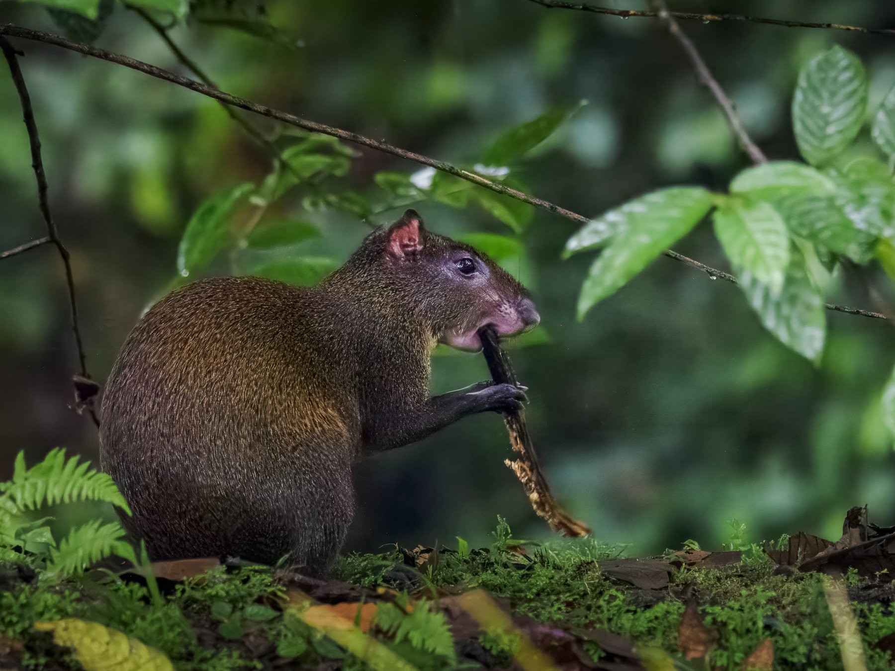 Agouti Eating Dinner 4046