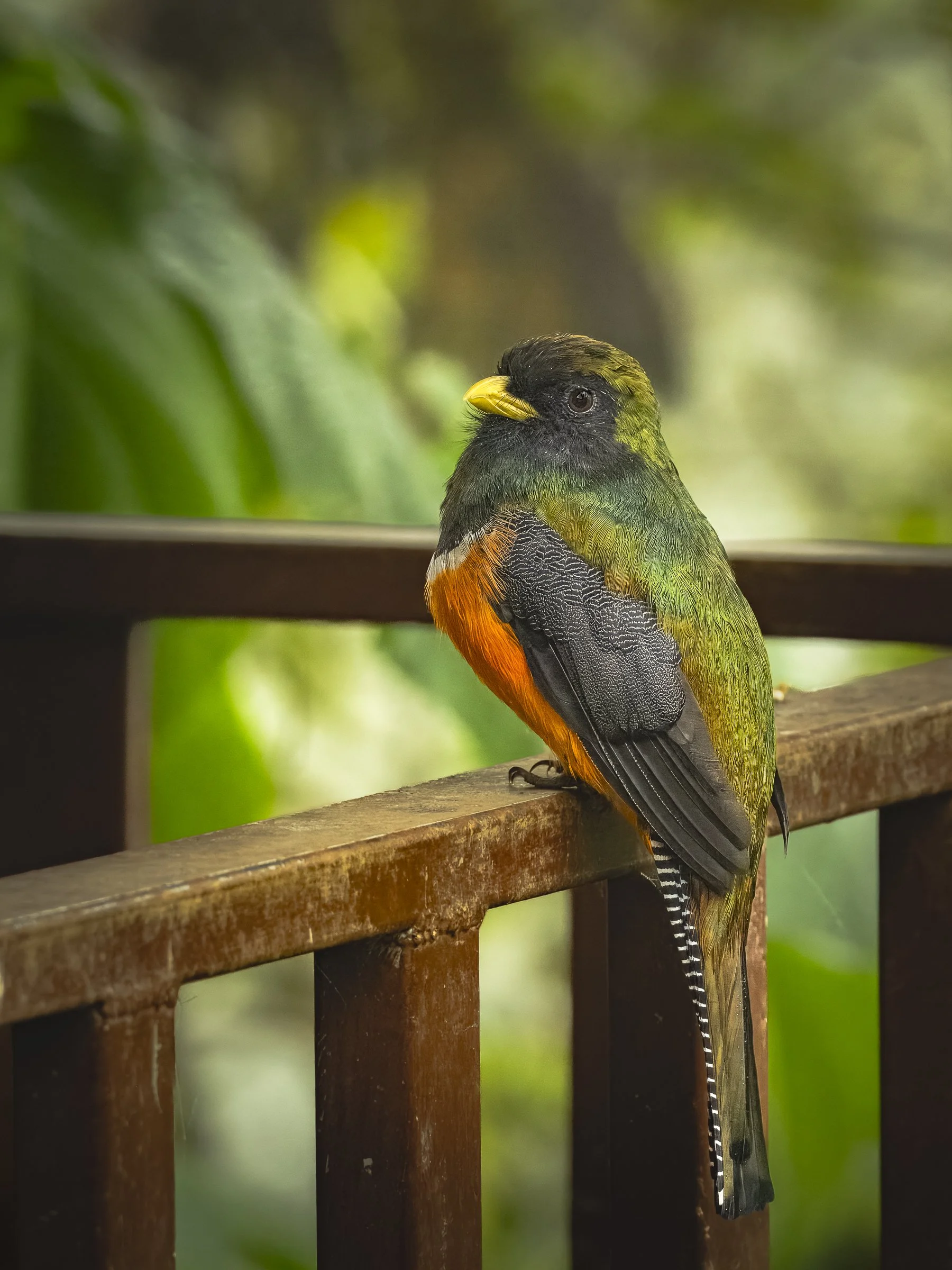 Collared Trogan on the rail 0386