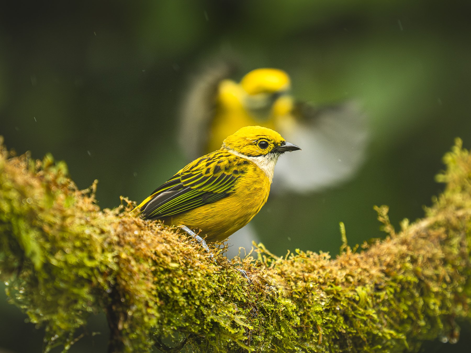Silver-throated Tanager Flying Background 0100