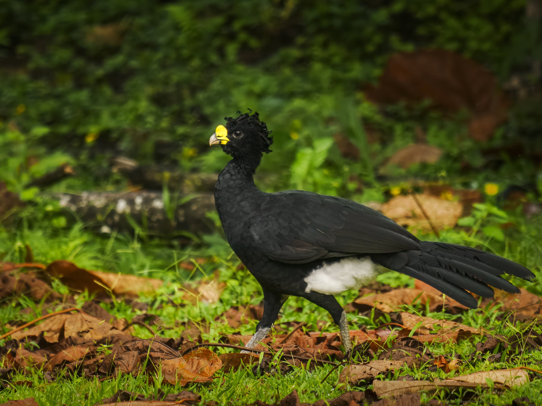 Great Curassow Marching 033723