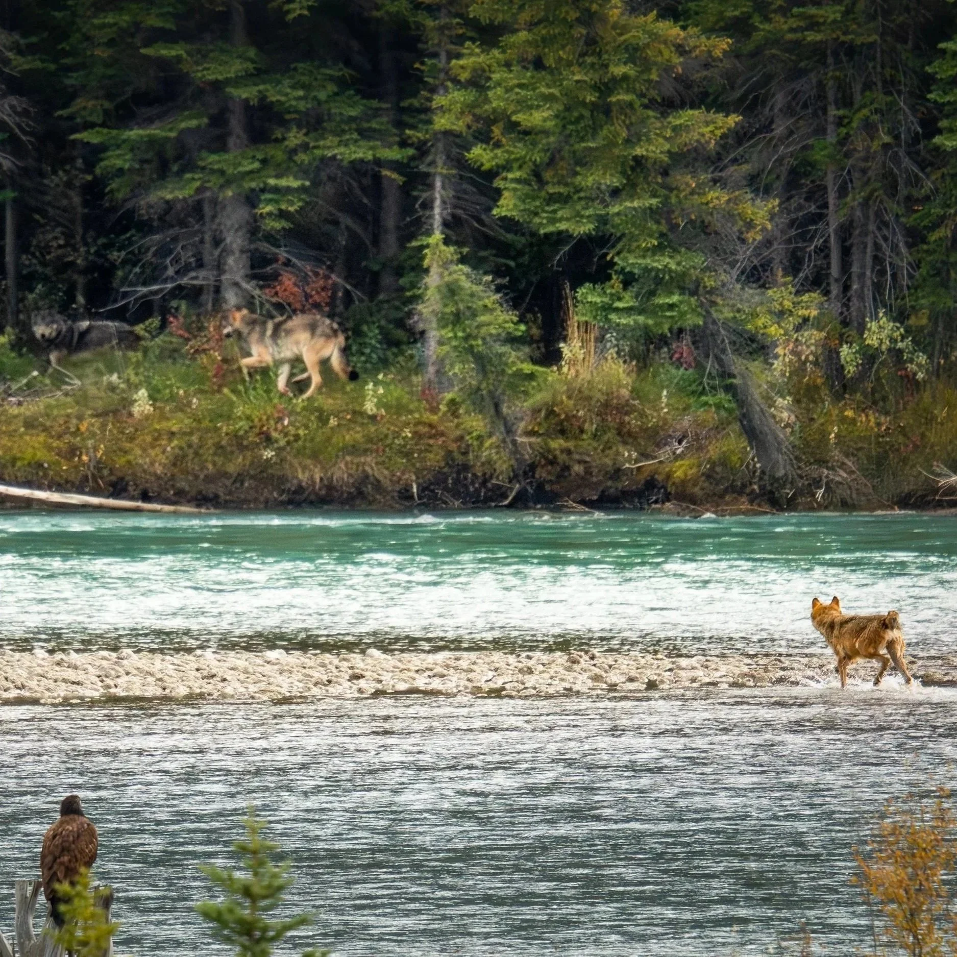 The Timber-Wolf Encounter With a Life-long Memory