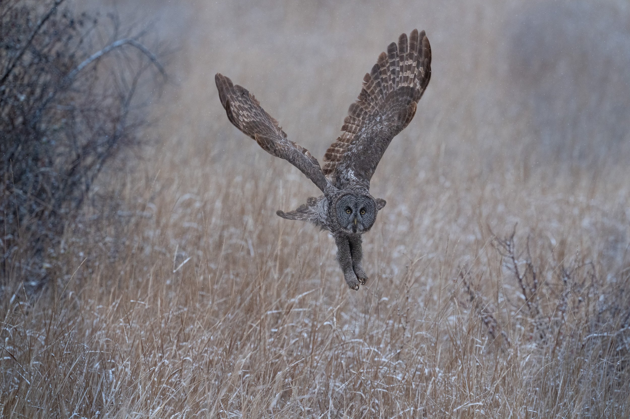 The Majestic Grey Owl
