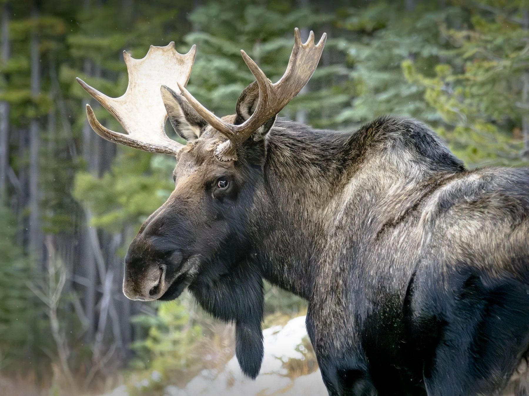 The Legendary Canadian Moose