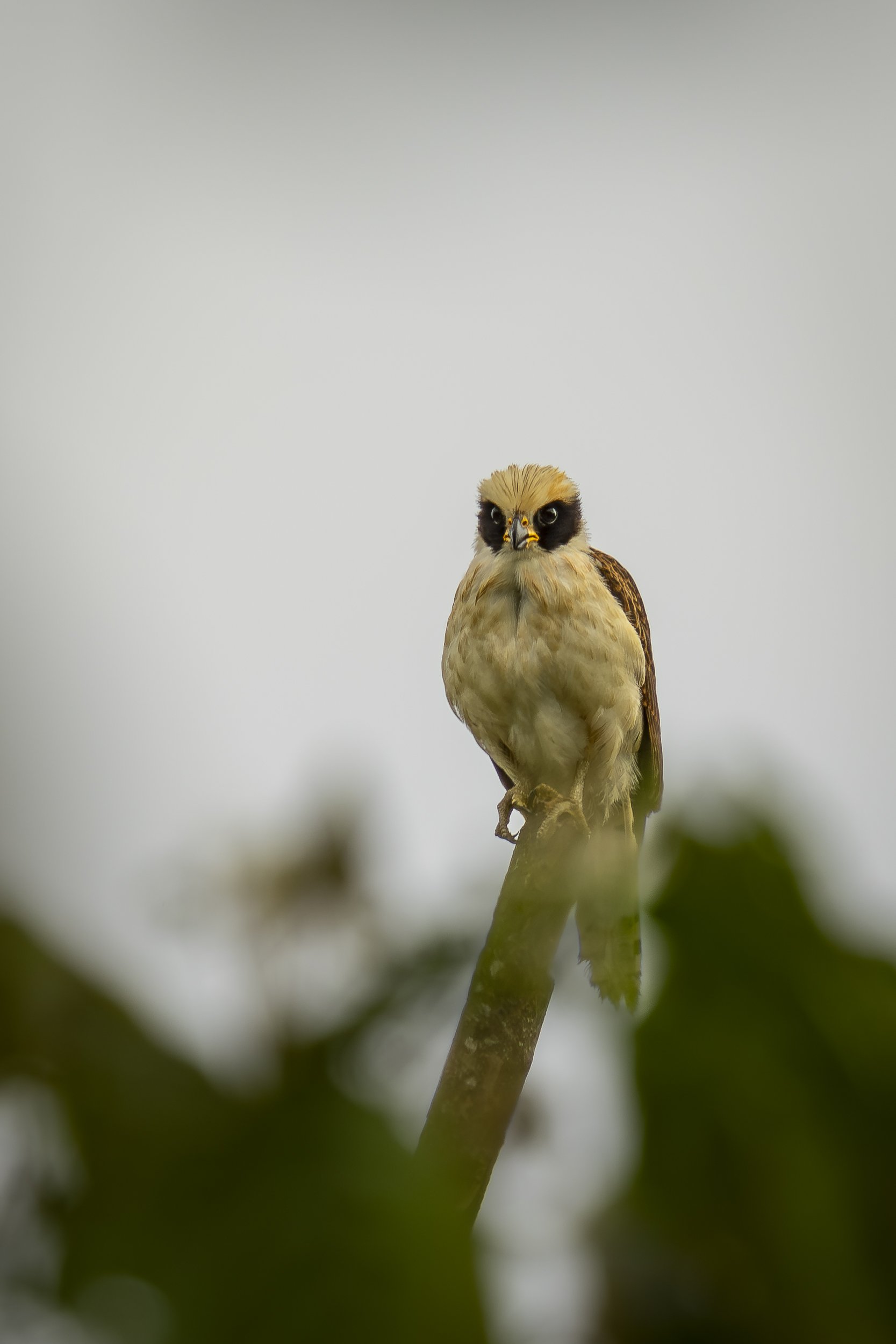 Laughing Falcon 3851