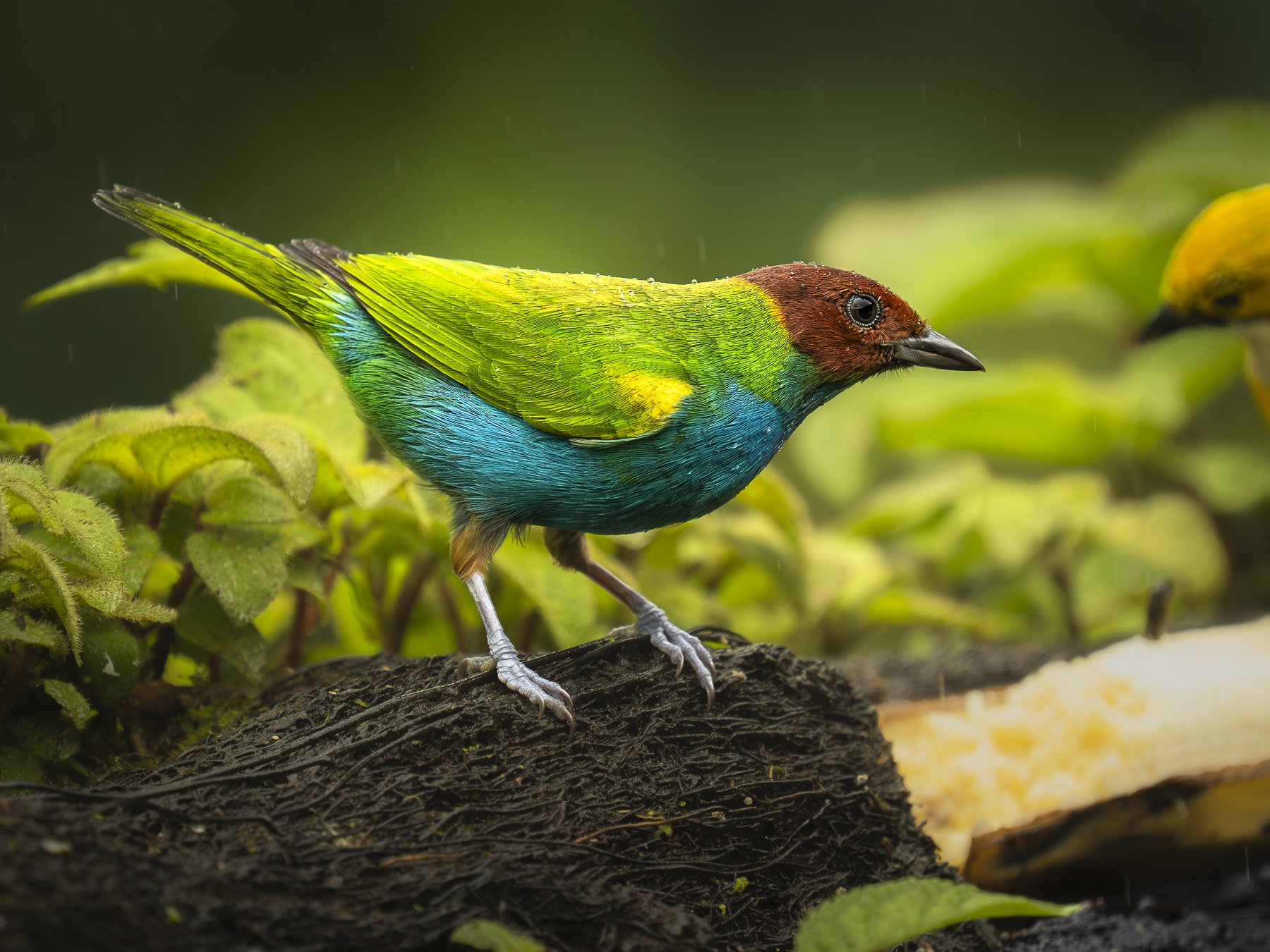 Bay-headed Tanager 0414.