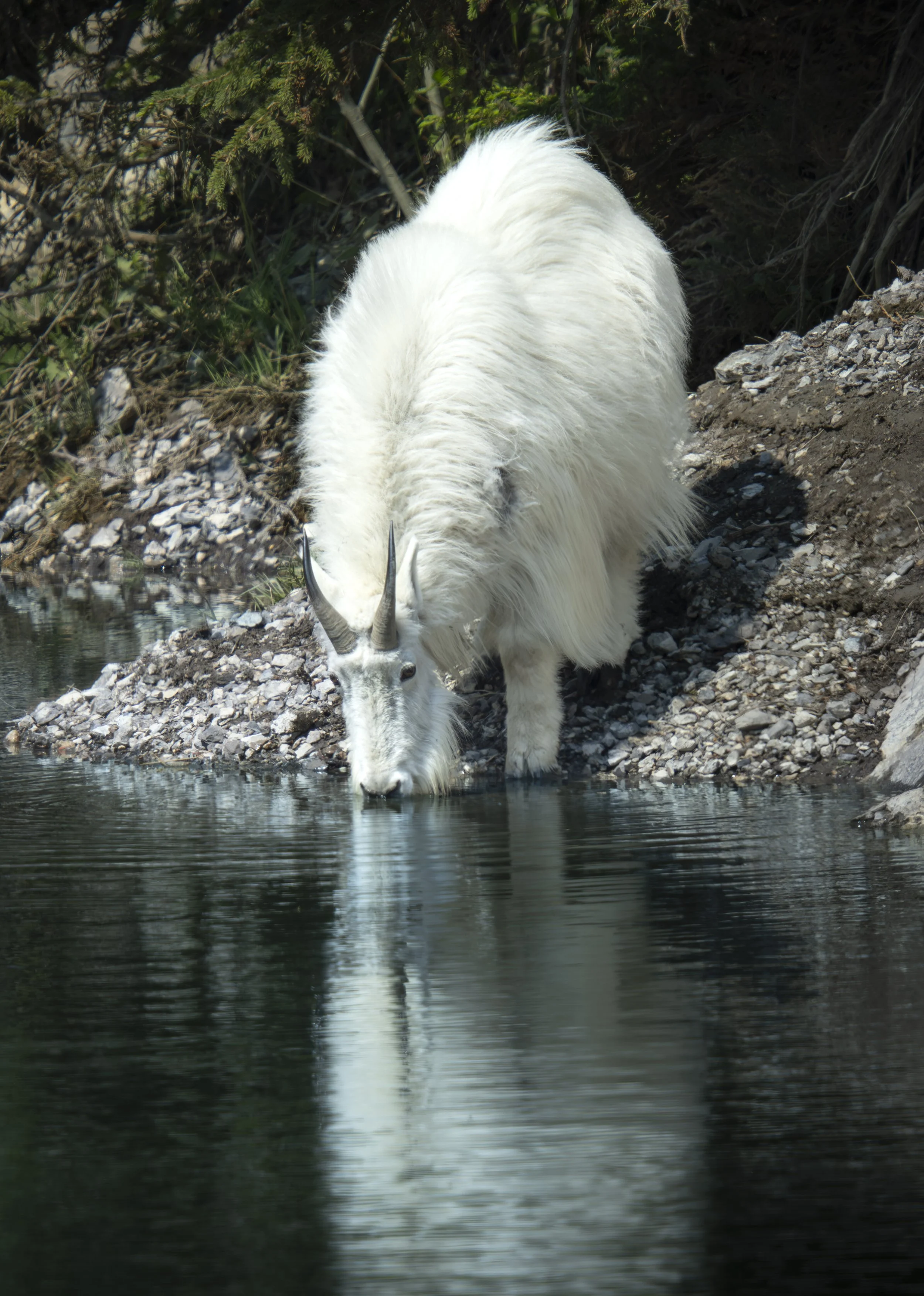 Northern Alberta Canadian Animal Images