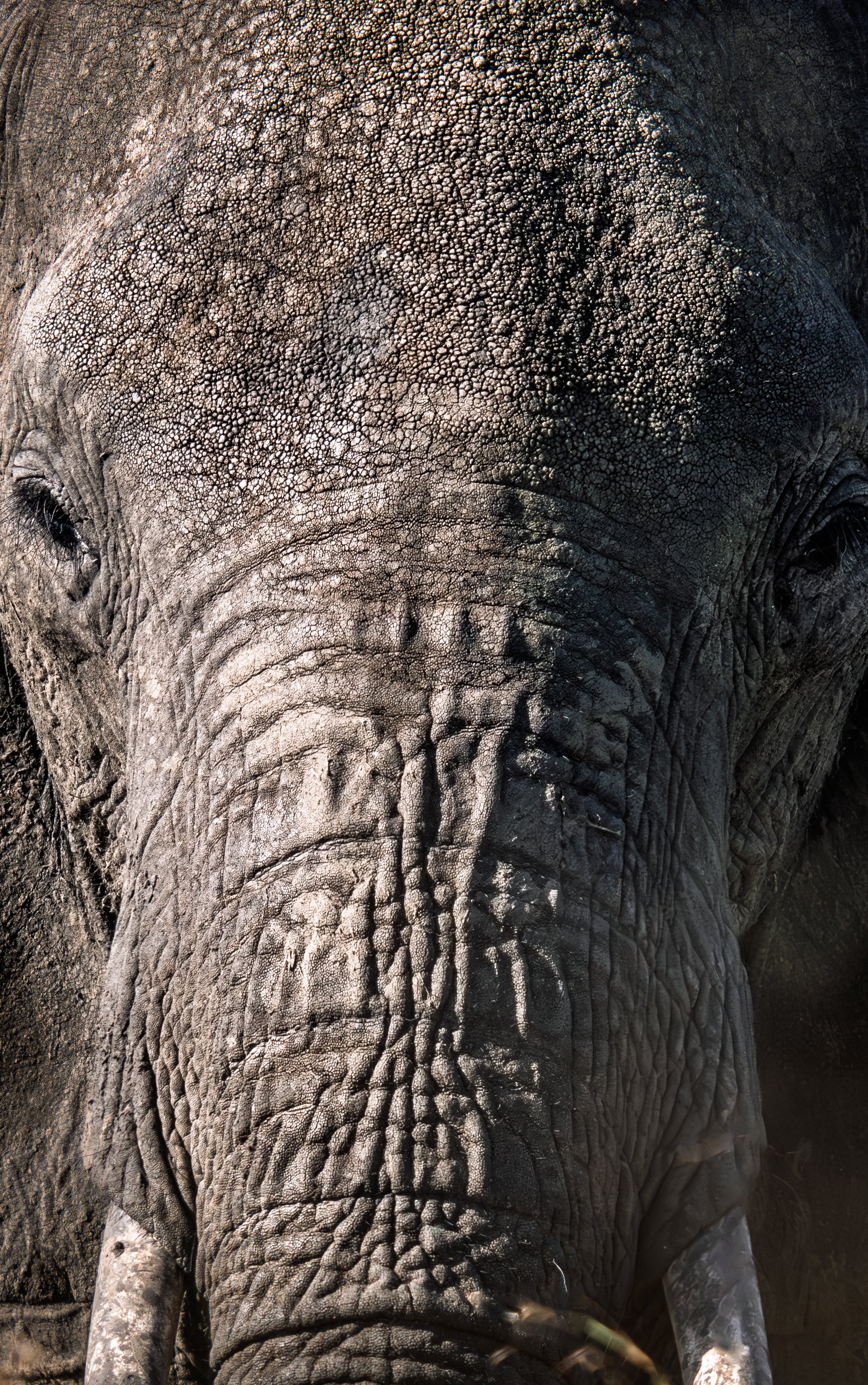 African Elephant Eyes
