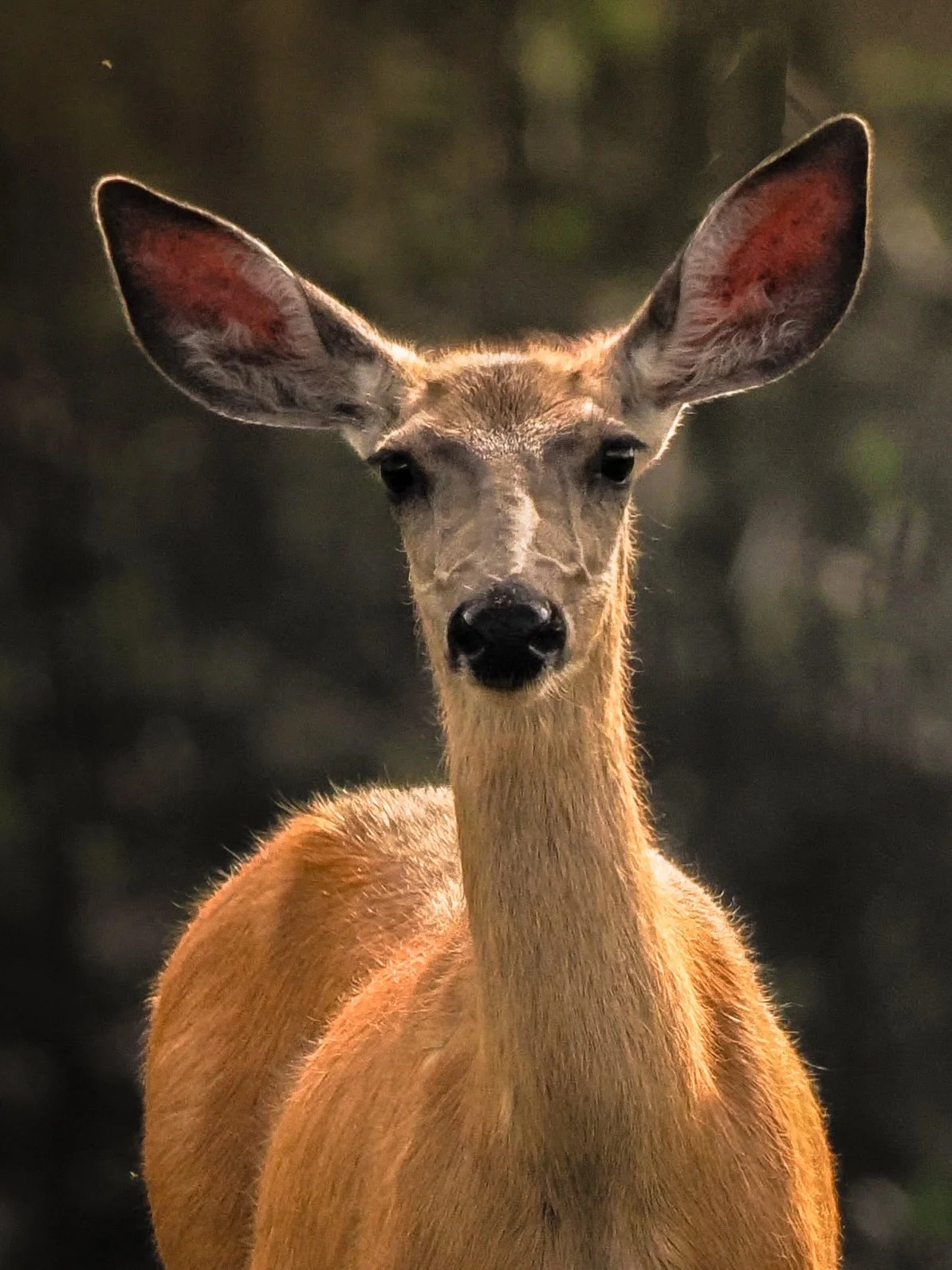 Jasper Mule Deer Doe Up Close