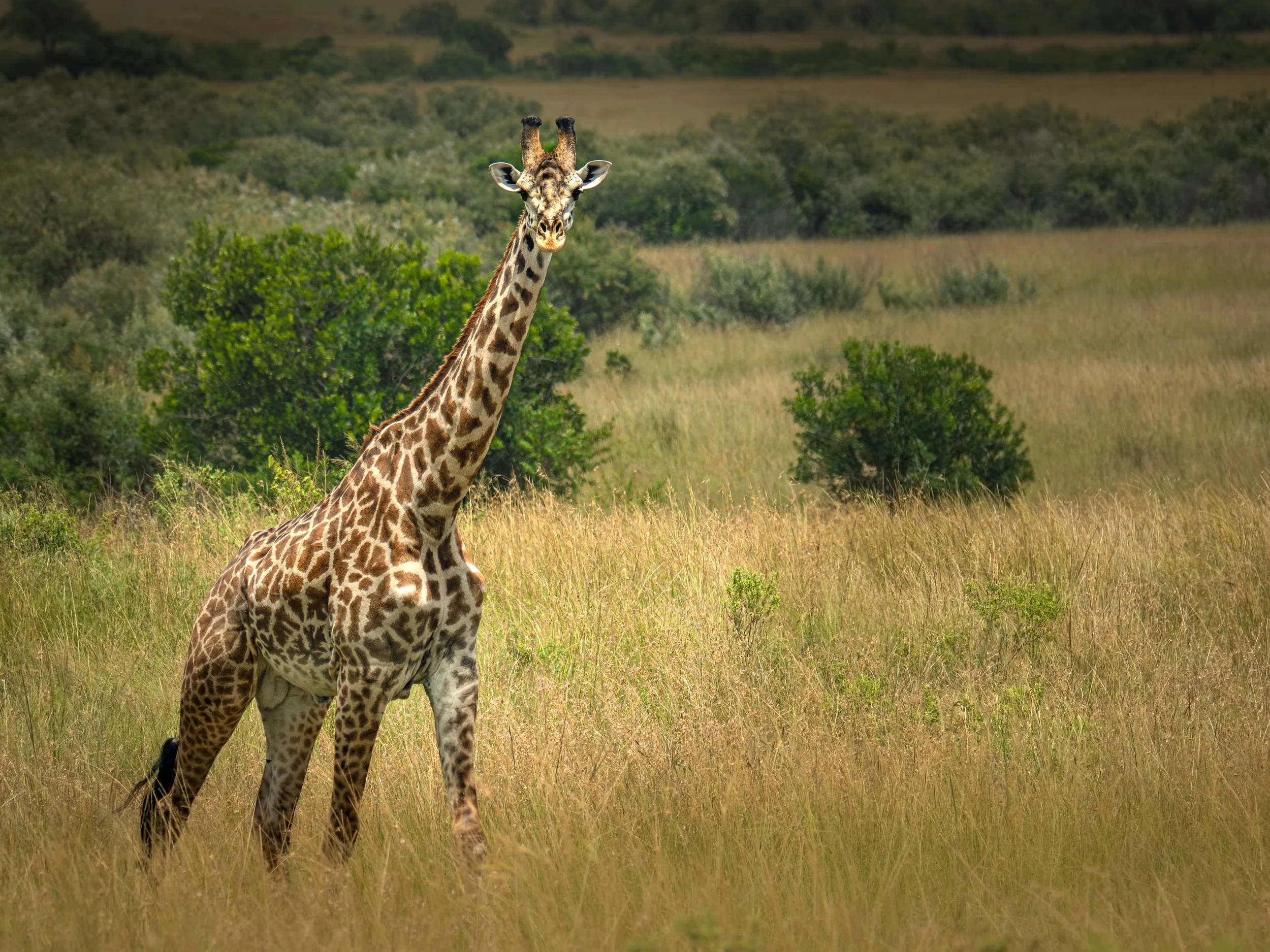 African Giraffe walking past