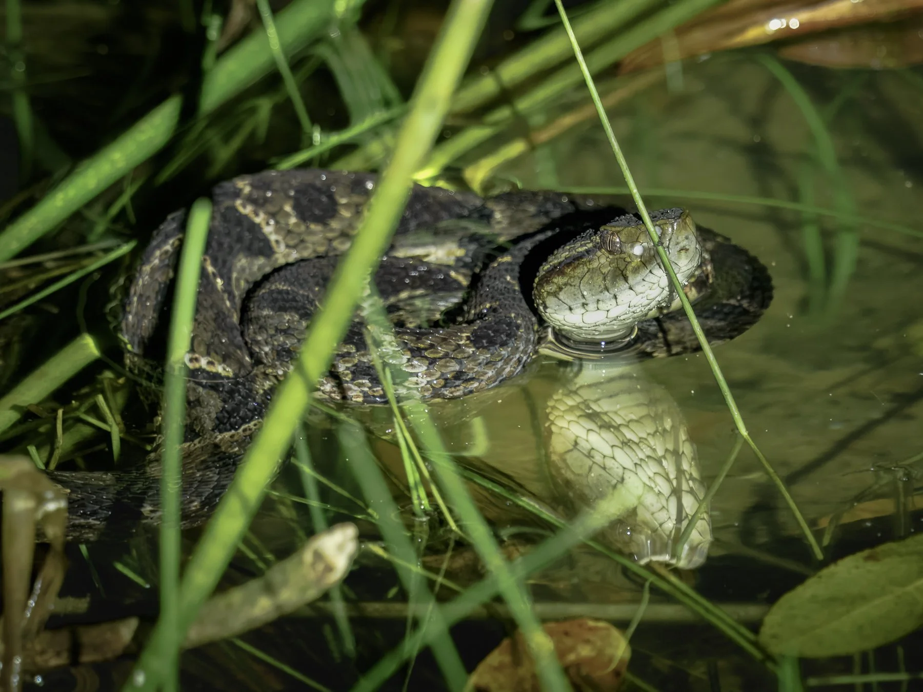 Fer-de-Lance-Terciopelo Snake 282364