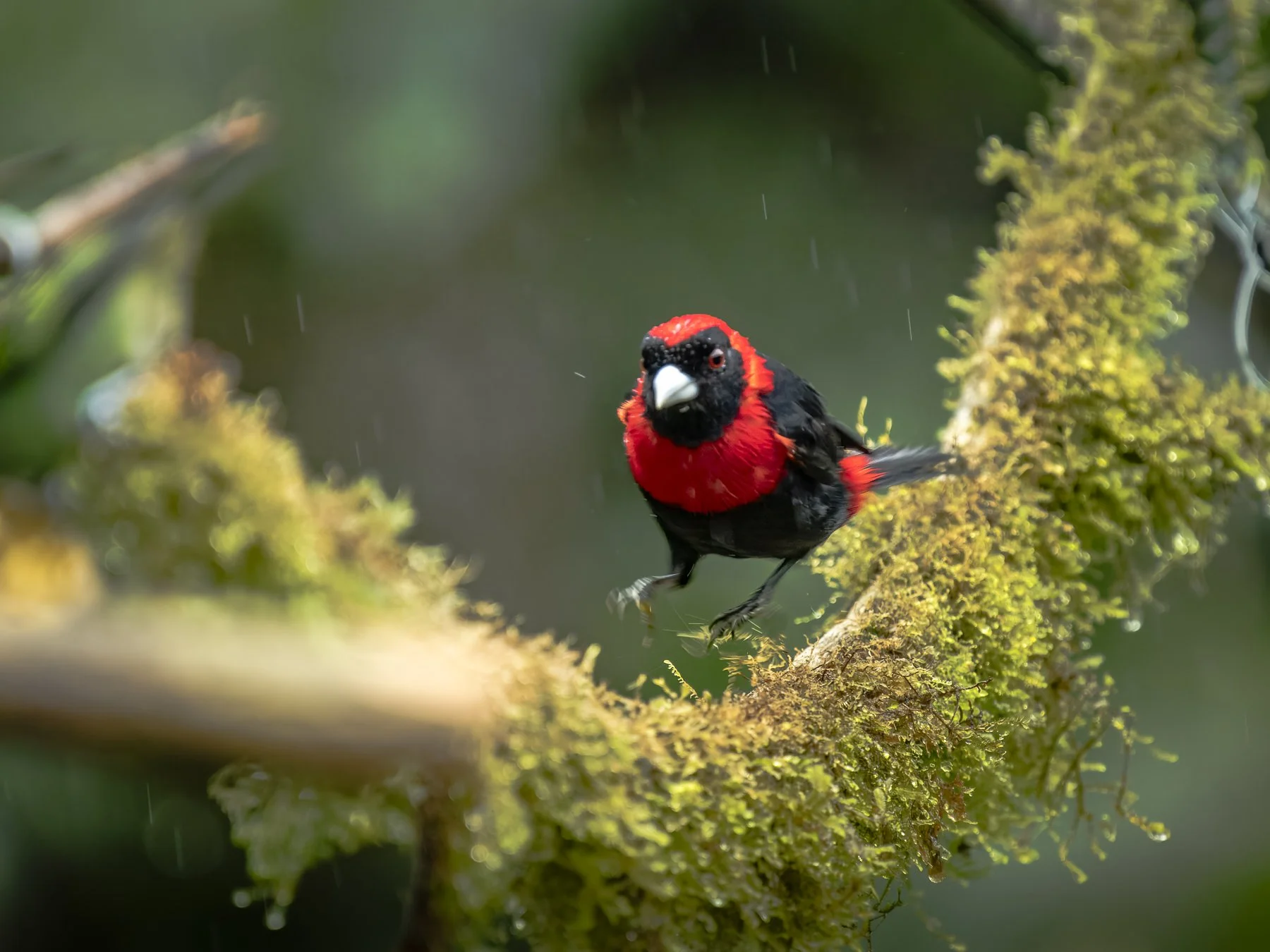 Crimson-Collared Tanager Jumping on Branch 0664