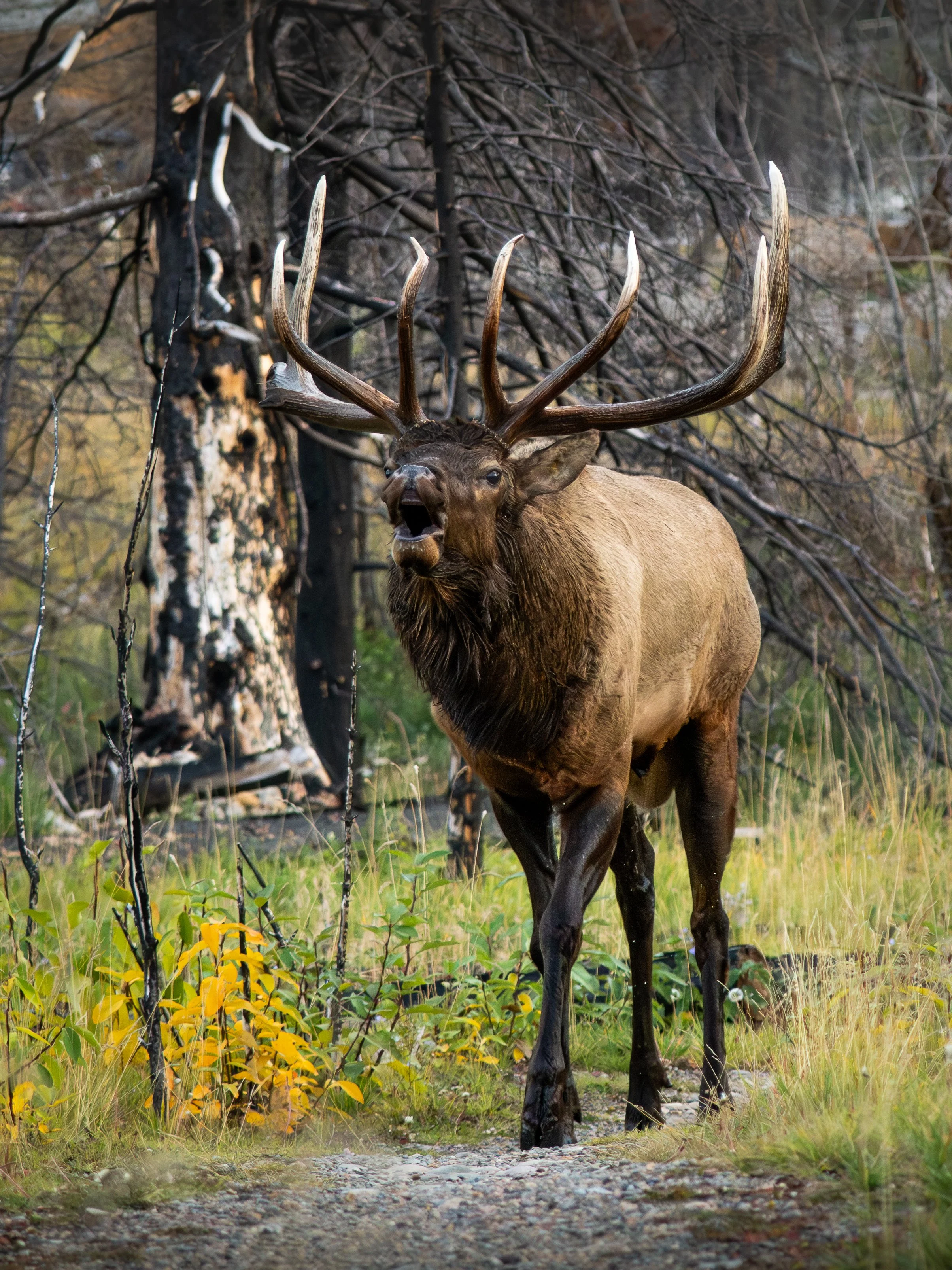 Jasper Bull Elk Full Rut Up Close on Path