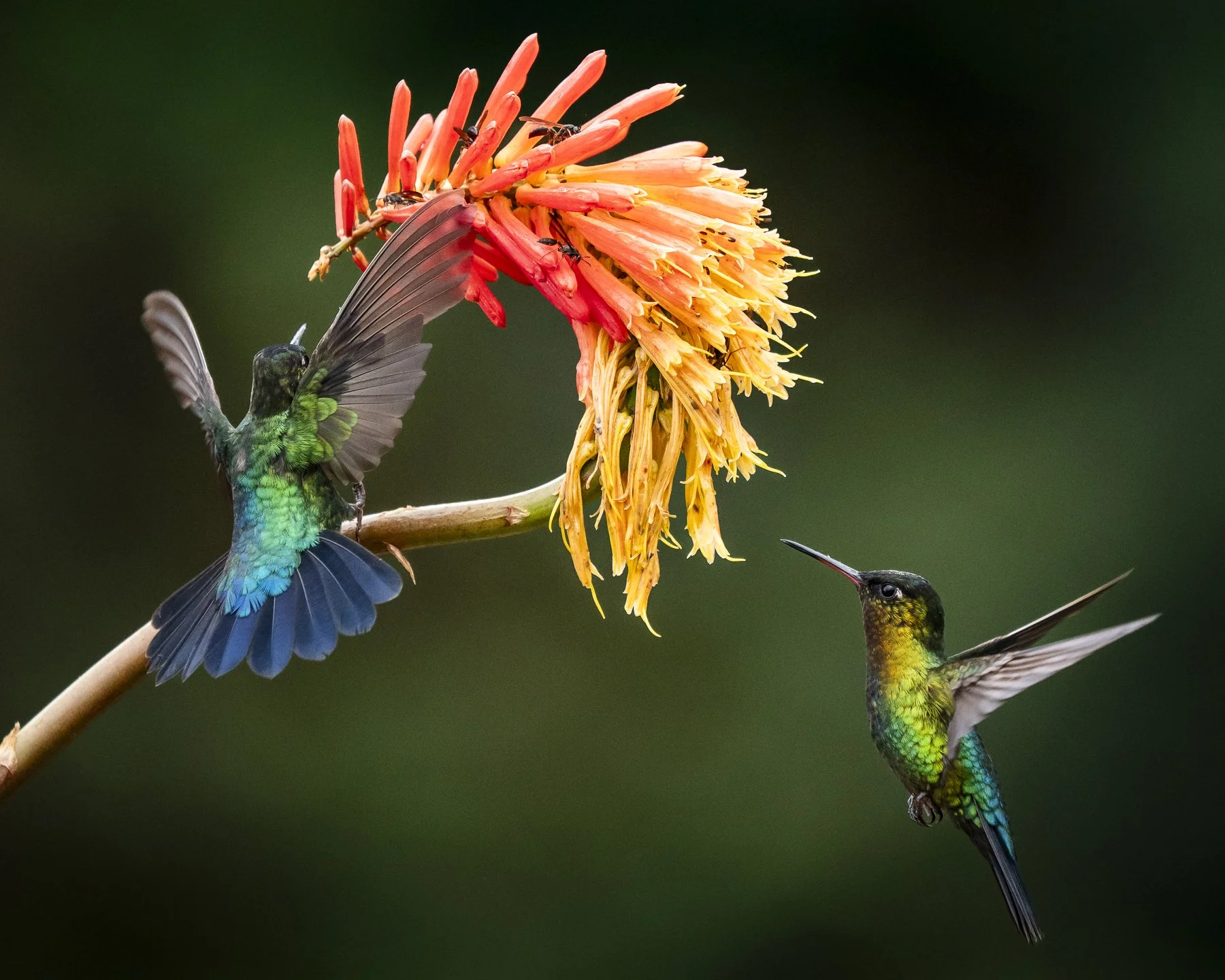 Fiery-throated Hummingbirds Feeding on Orange Flower 0895