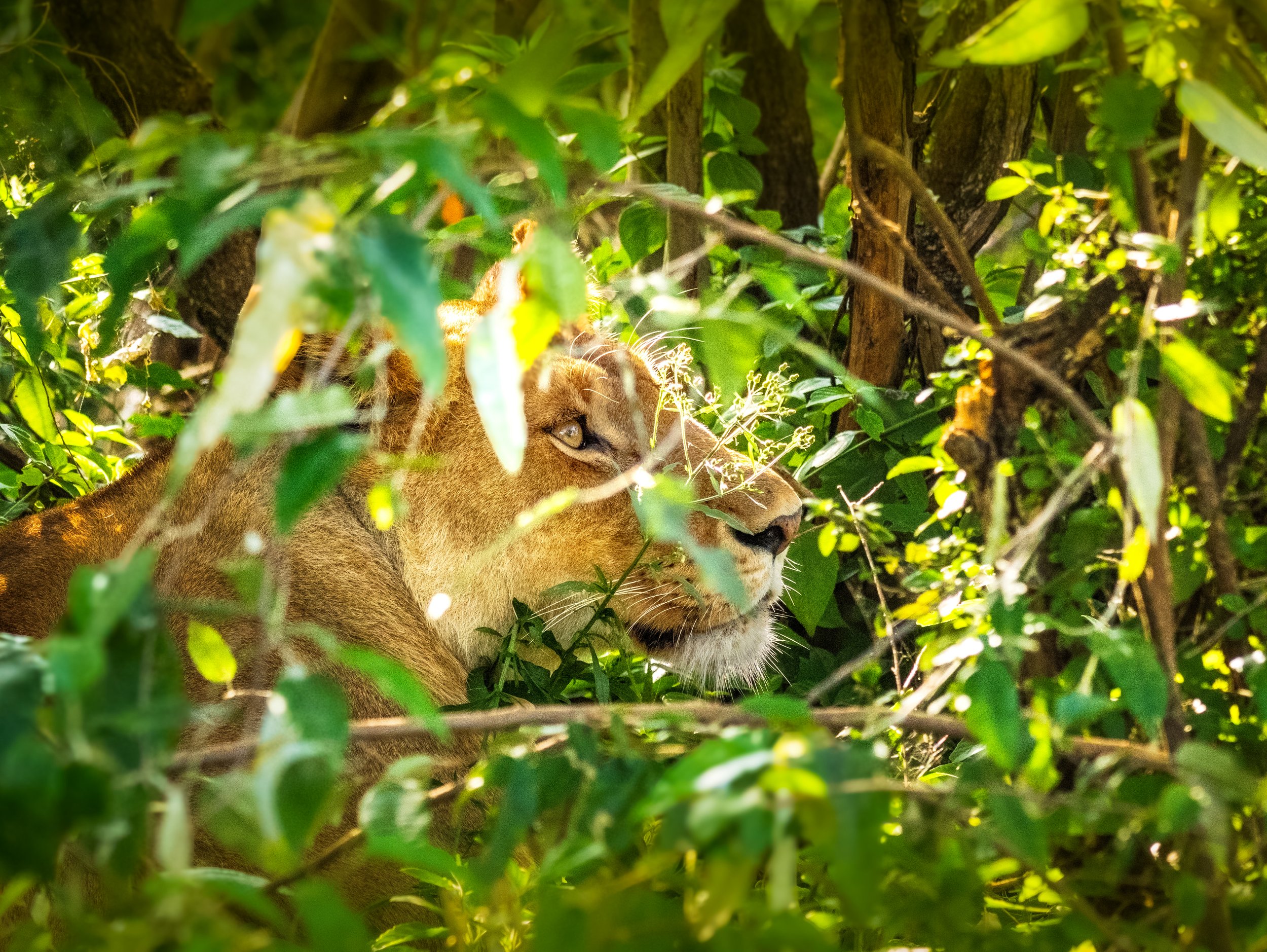 Africa Lioness Taking Shade
