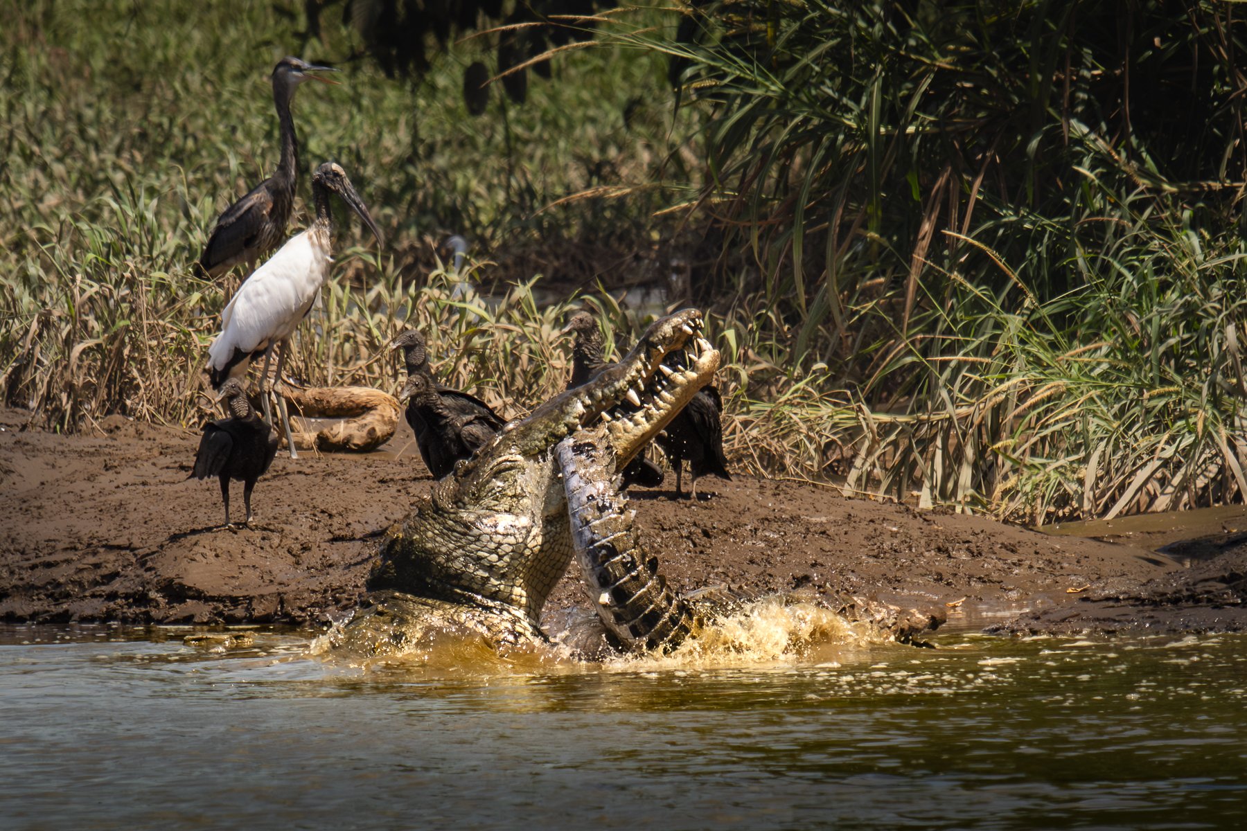 Crocodile Eating Another Croc Deathroll 05-05