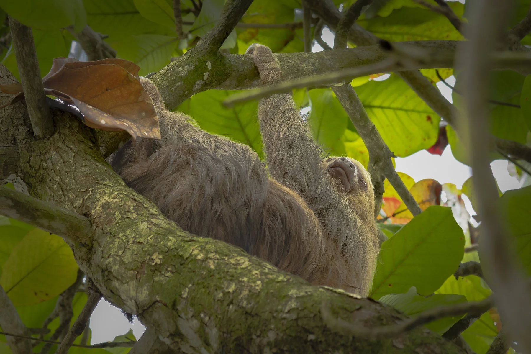 Two Fingered Sloth 0259